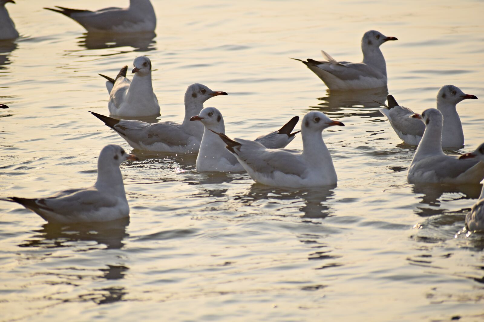 Nikon D3300 sample photo. Birds, flock, seagulls photography