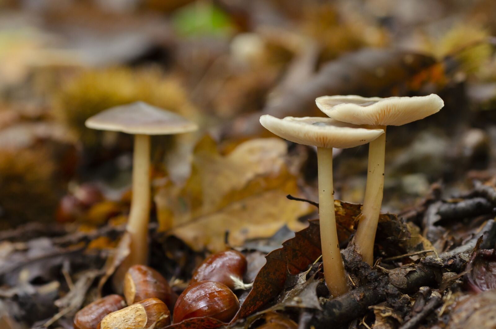 Nikon D7000 sample photo. Fall, fungus, undergrowth photography