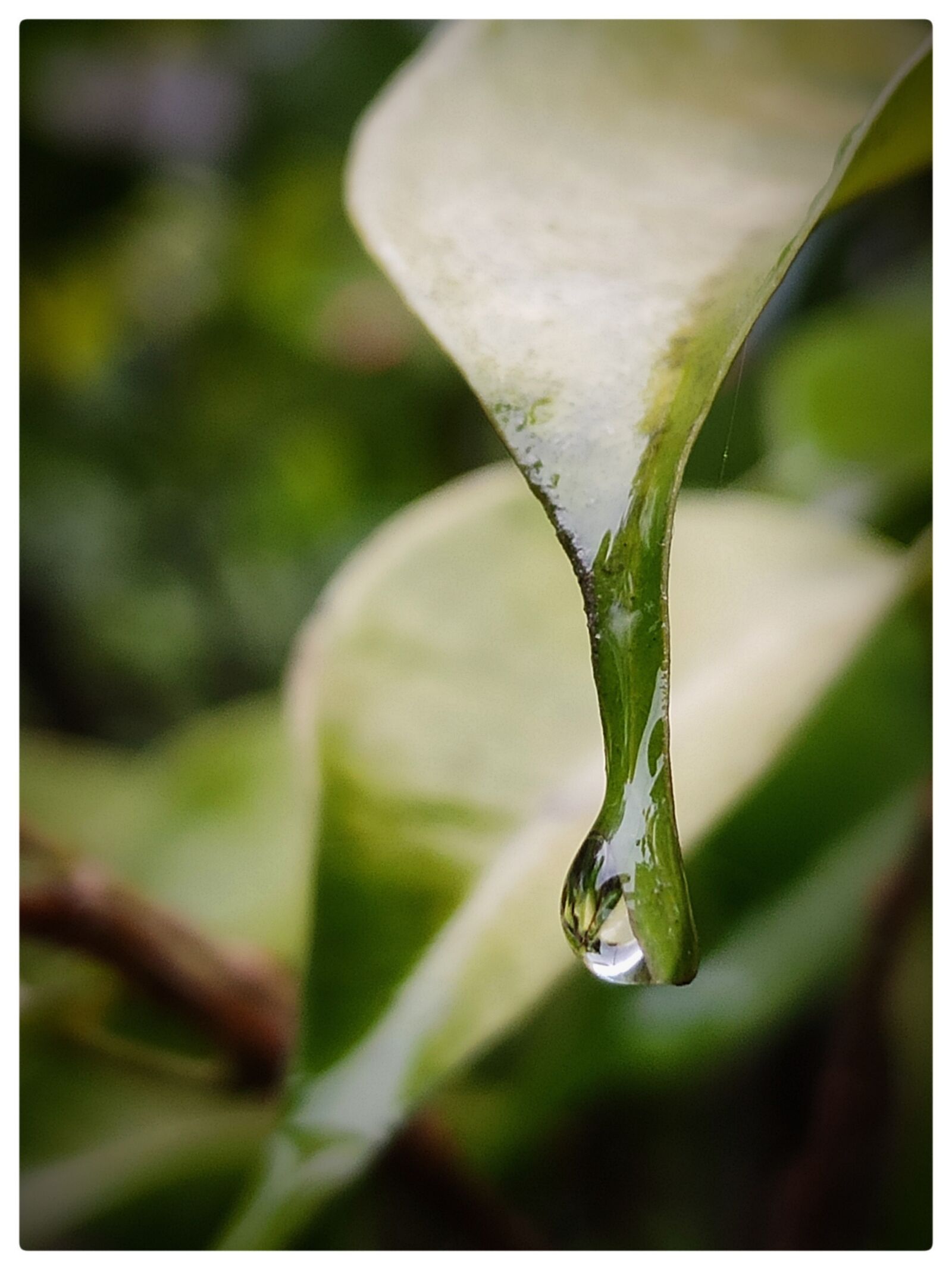 Xiaomi Redmi Note 7 Pro sample photo. Drop, leaf, green photography