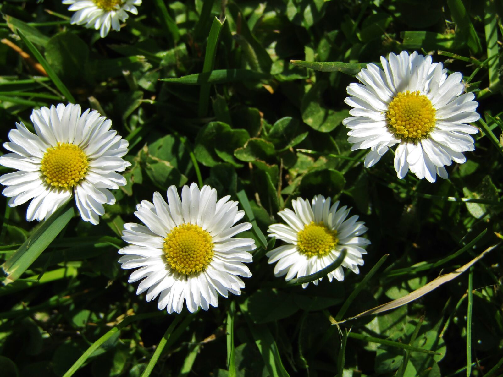 Canon POWERSHOT SX432 IS sample photo. Daisy, marie flower, yellow photography