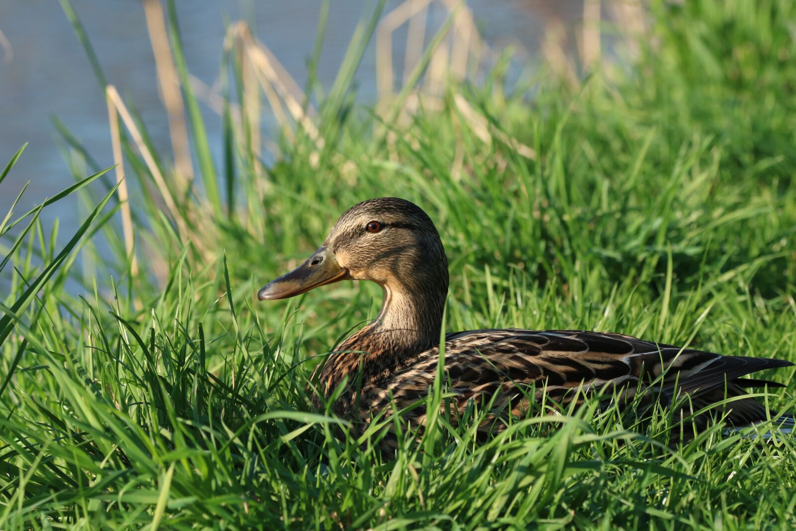 Canon EOS 750D (EOS Rebel T6i / EOS Kiss X8i) sample photo. Mallard duck, water bird photography