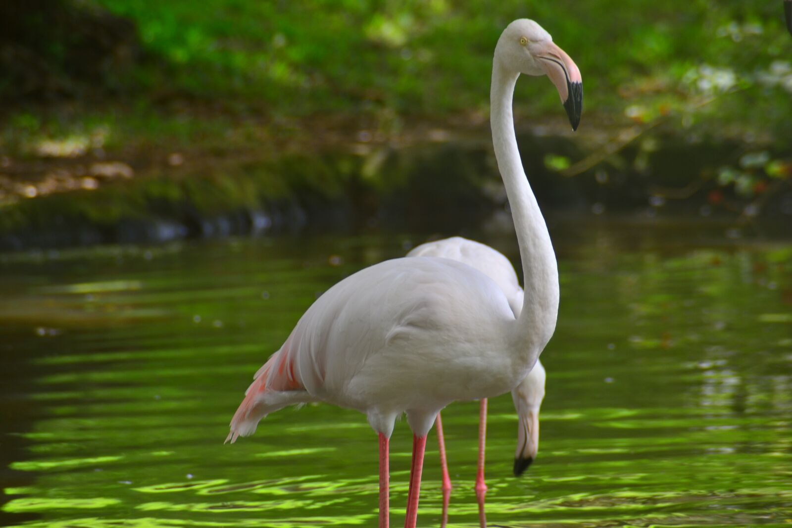 Nikon D3100 sample photo. Bird, nature, river photography