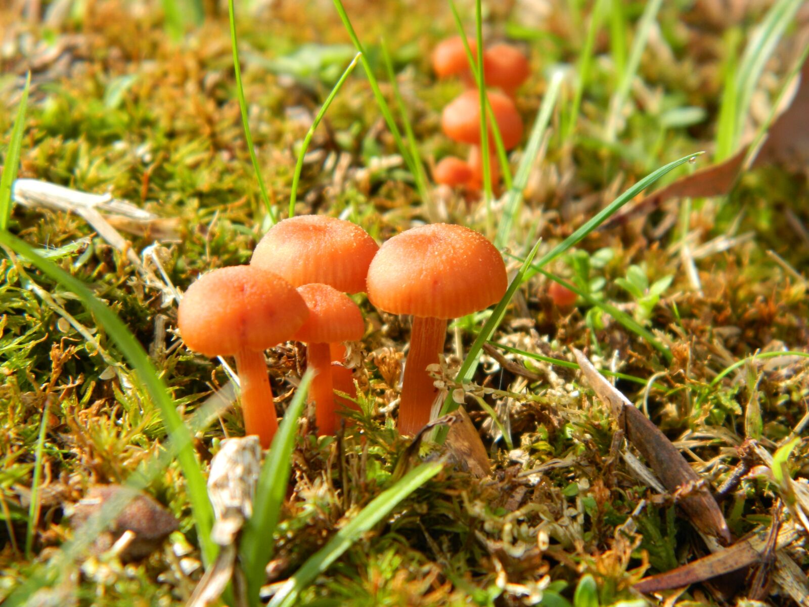 Nikon Coolpix L120 sample photo. Mushrooms, nature, fungus photography