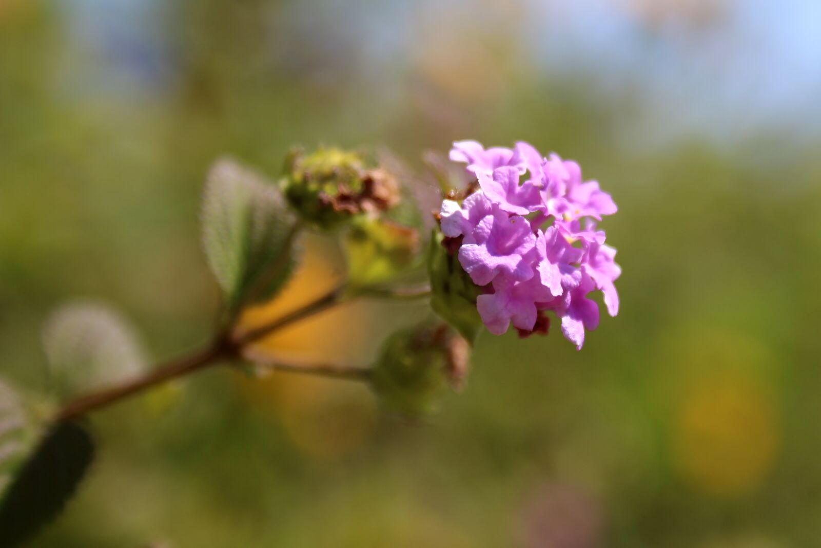 Canon EF 28-90mm f/4-5.6 USM sample photo. Flower, violet, plant photography
