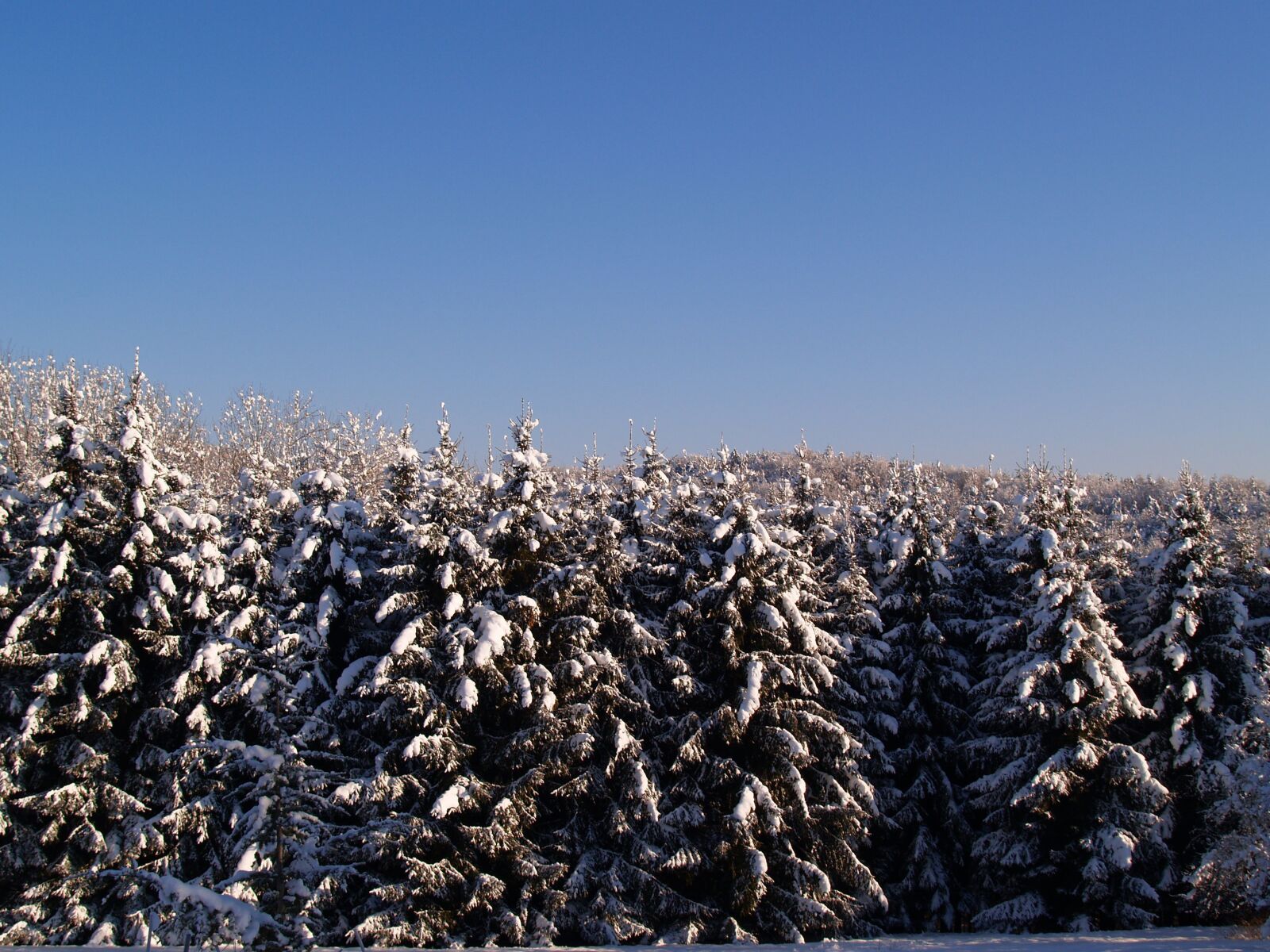 Olympus E-300 (EVOLT E-300) sample photo. Snow, sun, winer photography