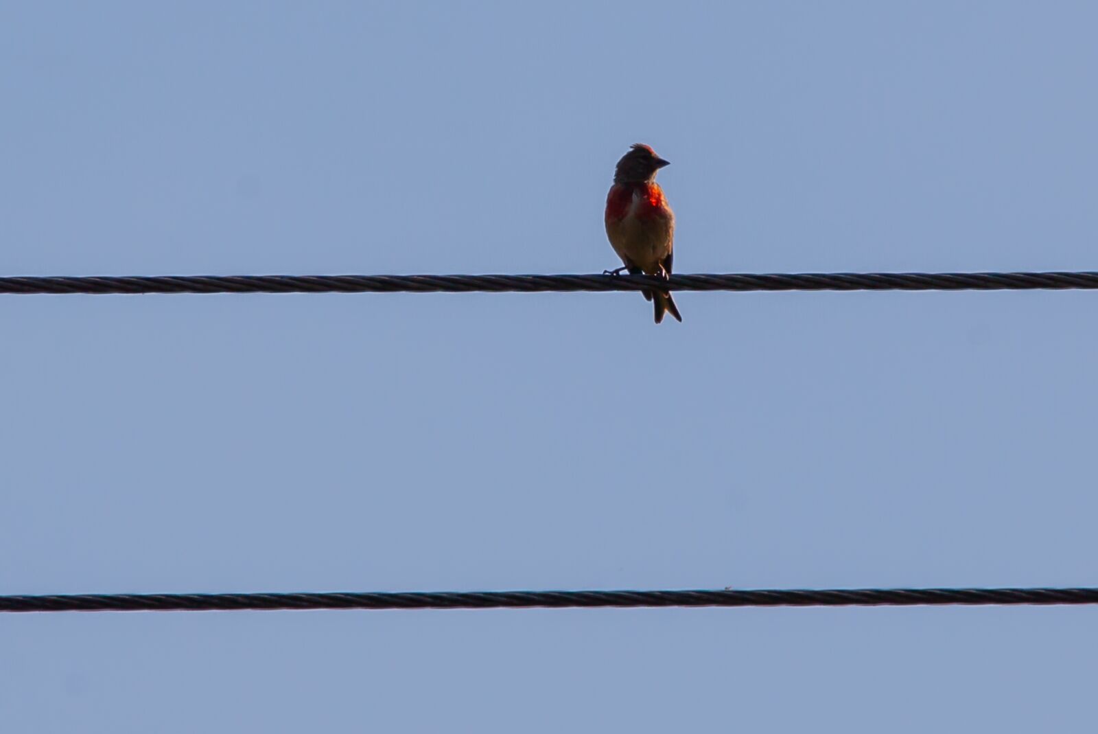 150-600mm F5-6.3 DG OS HSM | Contemporary 015 sample photo. Bird on wire, bird photography