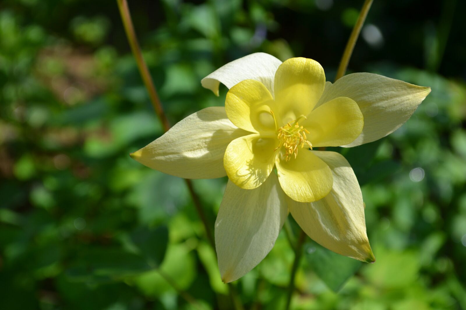 Nikon D3100 sample photo. Flower, image, spring photography