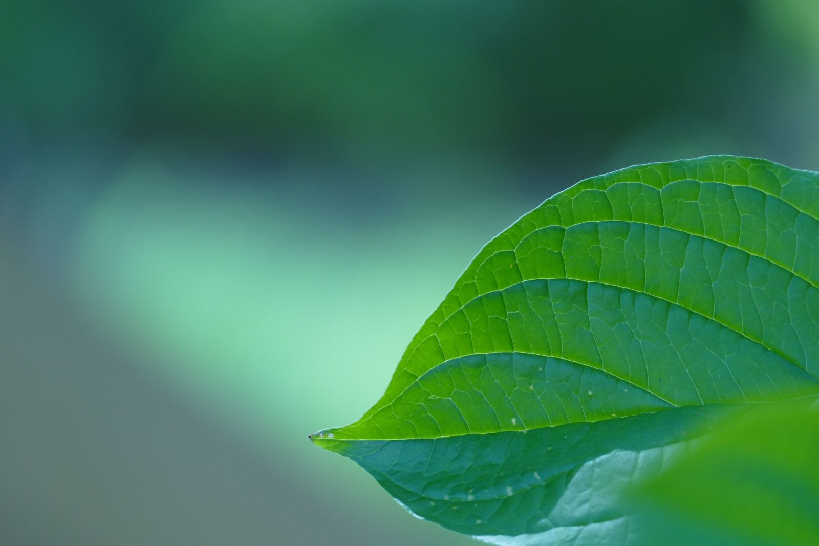 Panasonic Lumix DMC-FZ1000 sample photo. Leaf, nature, green photography