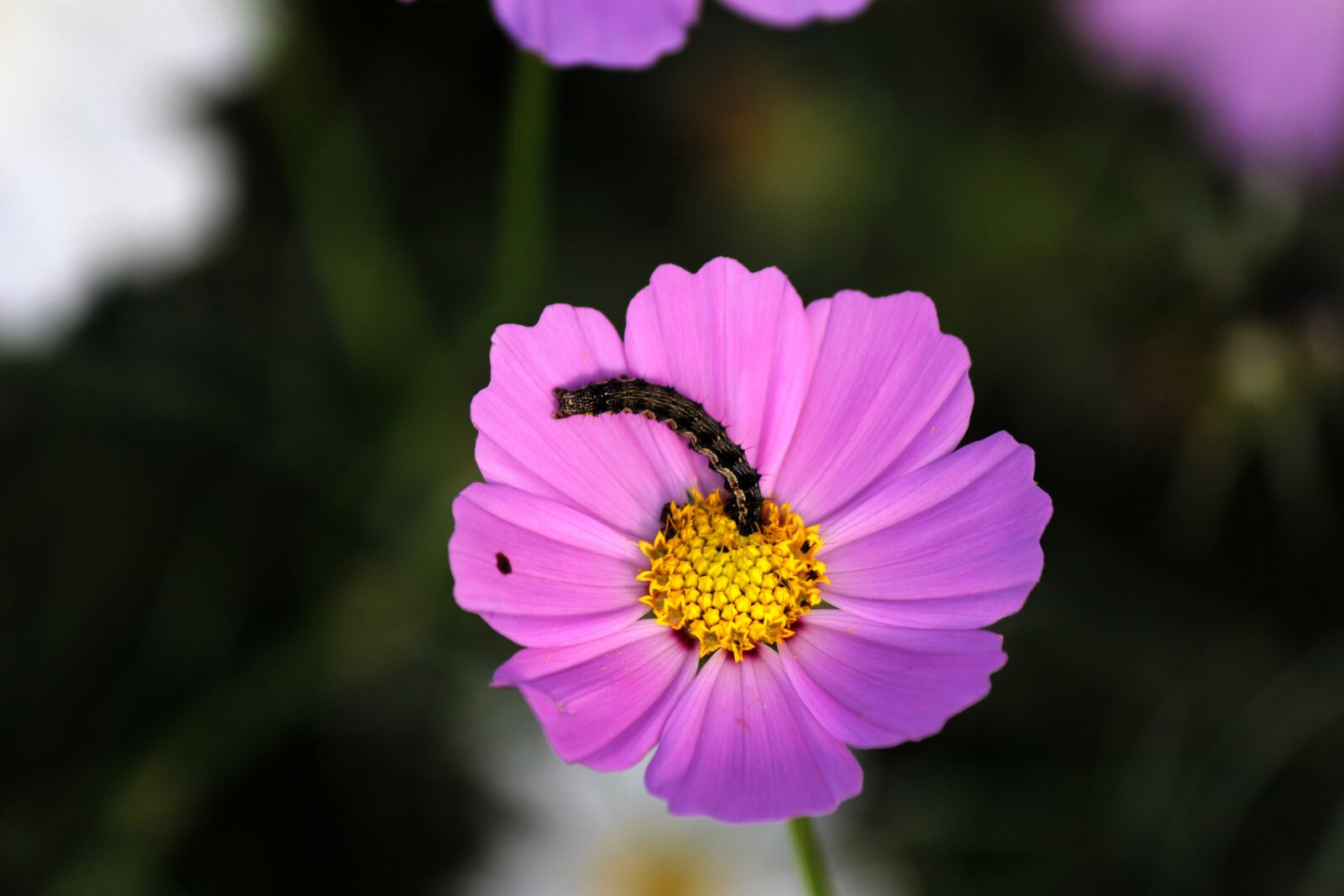 Canon EOS 100D (EOS Rebel SL1 / EOS Kiss X7) + Canon EF-S 55-250mm F4-5.6 IS II sample photo. Cosmos, the caterpillars, bug photography