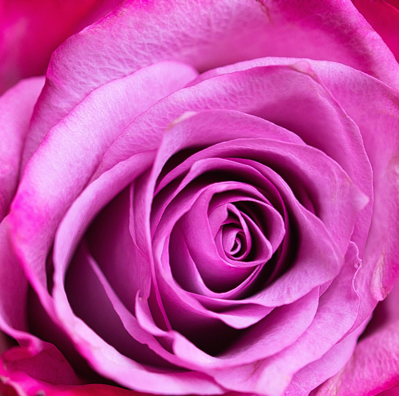 Canon EOS 200D (EOS Rebel SL2 / EOS Kiss X9) sample photo. Rose, romantic, blossom photography