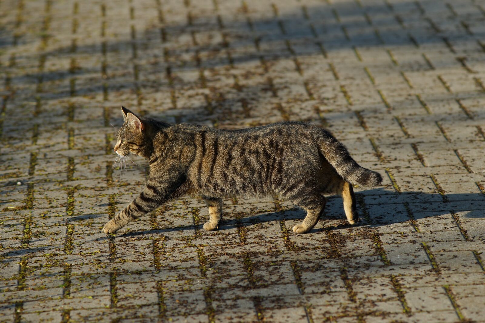 Minolta AF 200mm F2.8 HS-APO G sample photo. Cat, female, lucky cat photography