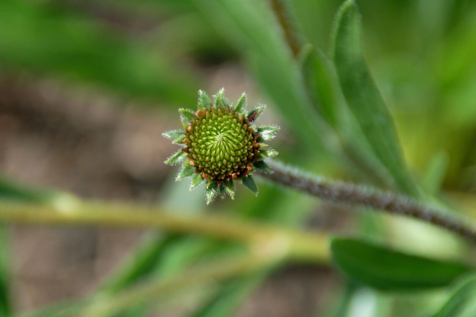 Nikon D50 sample photo. Overblown, nice, pattern photography