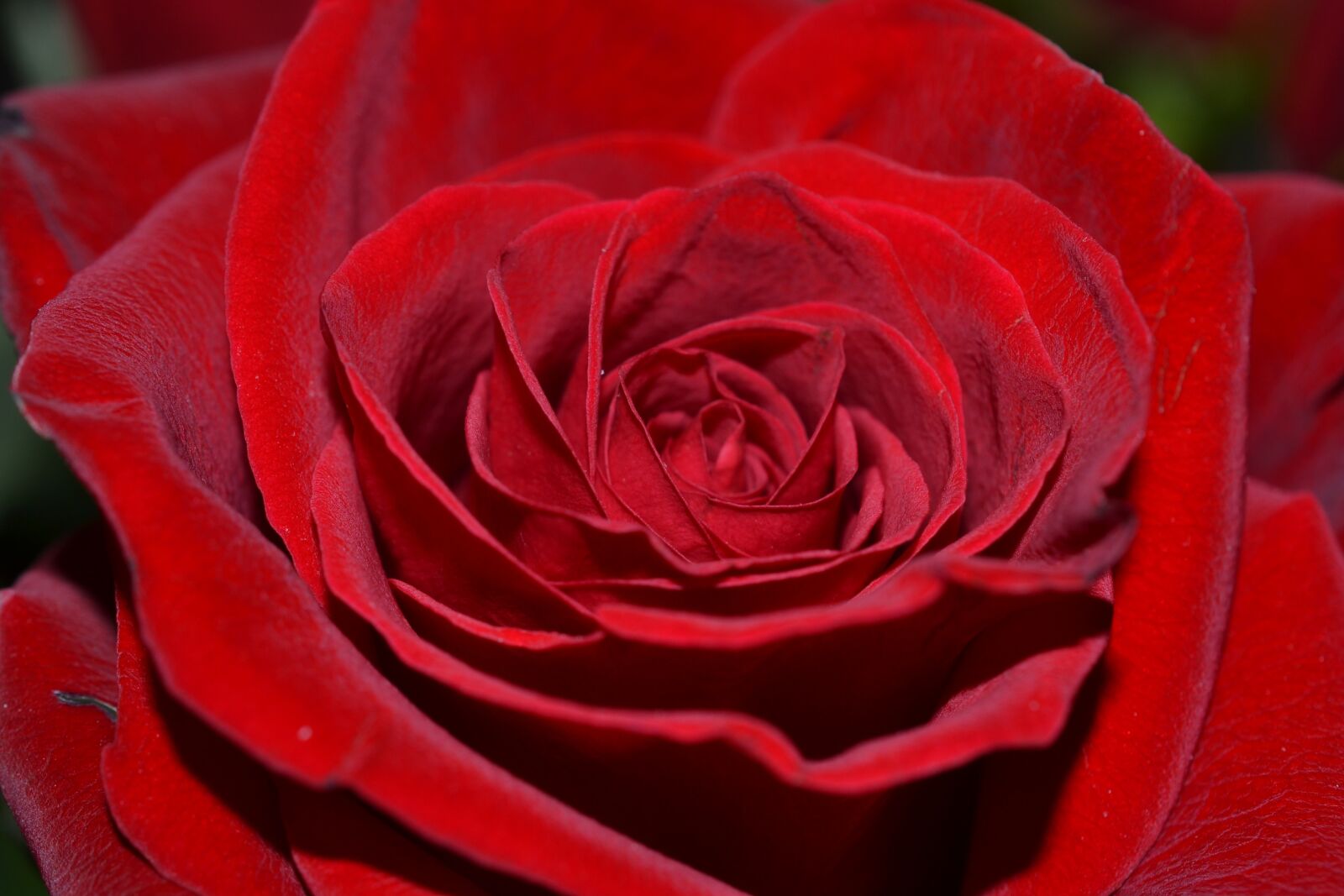 Nikon D3100 sample photo. Flower, red, rose photography