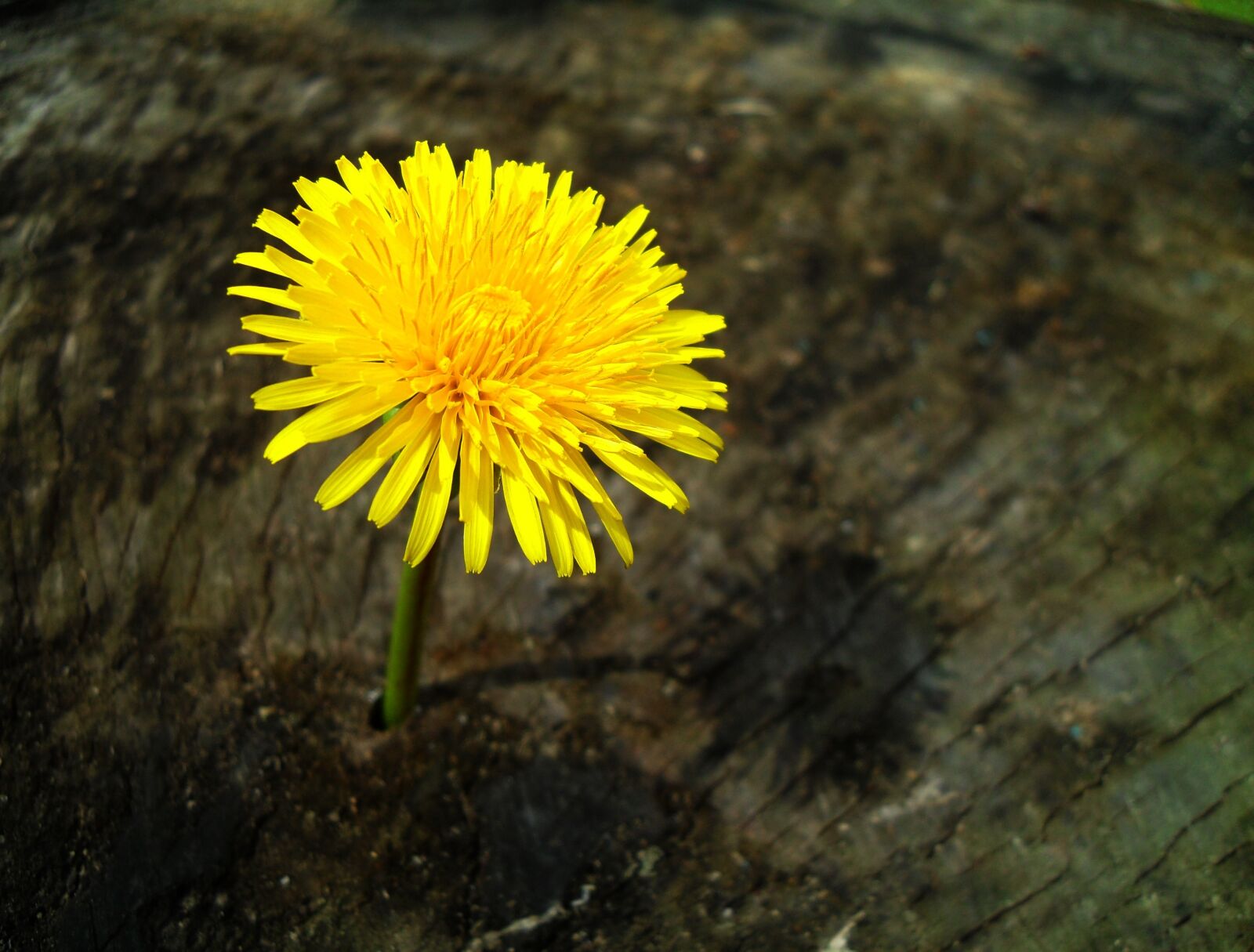 Samsung PL50 / VLUU PL50 /  SL202 sample photo. Dandelion, taraxacum, plant photography