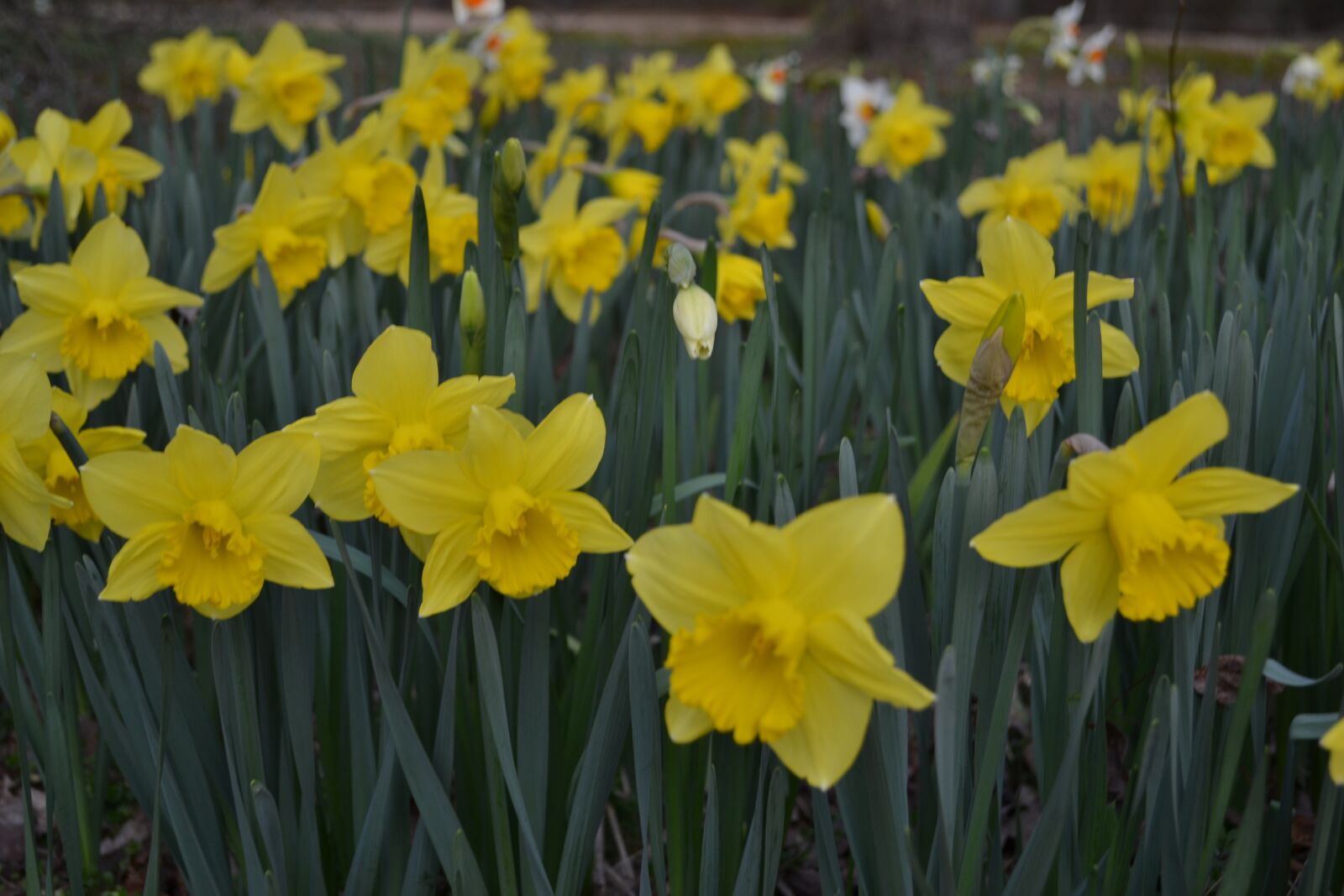 Nikon D3100 sample photo. Daffodils, flowers, spring photography
