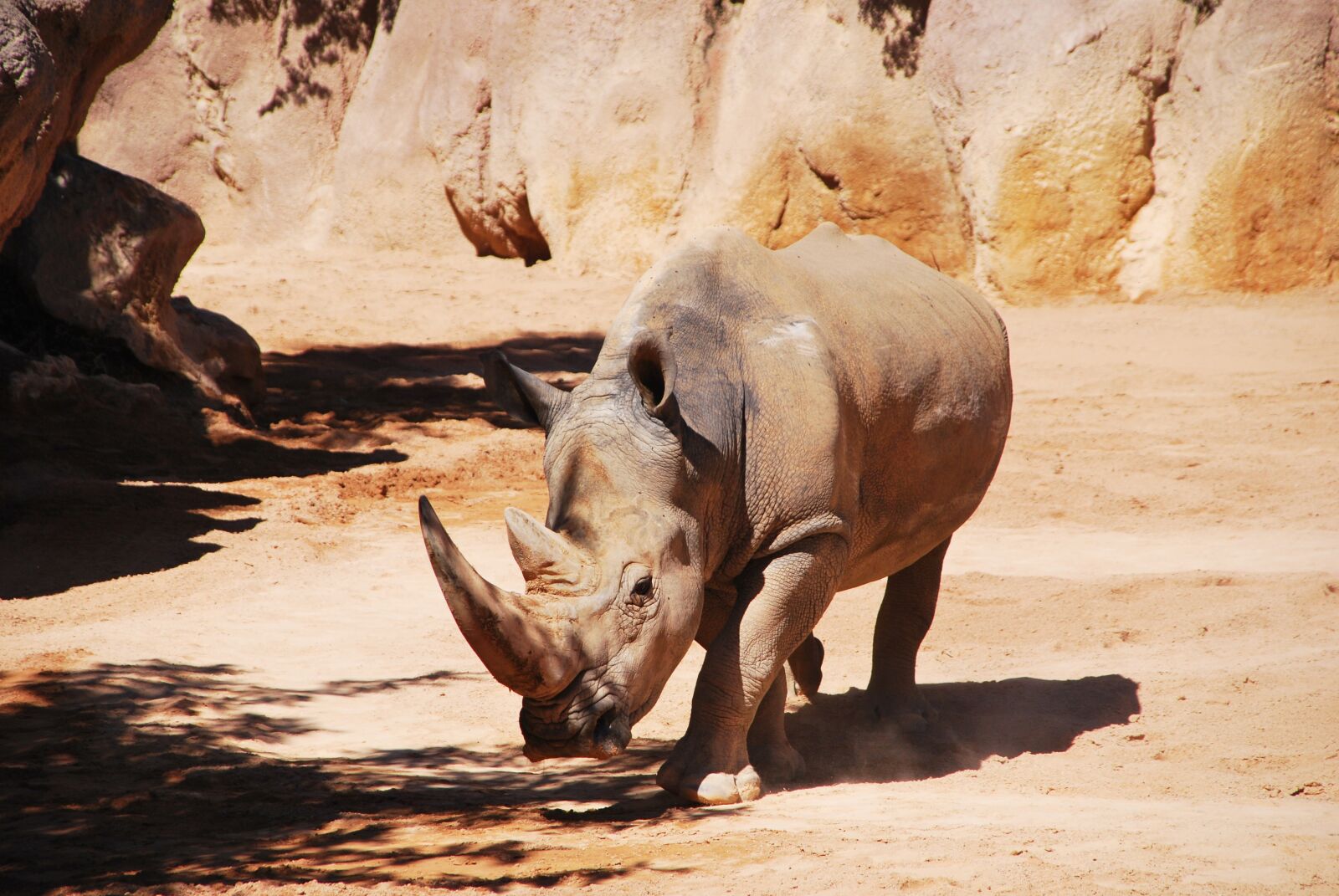 Nikon D60 sample photo. Rhinoceros, huge, walking photography