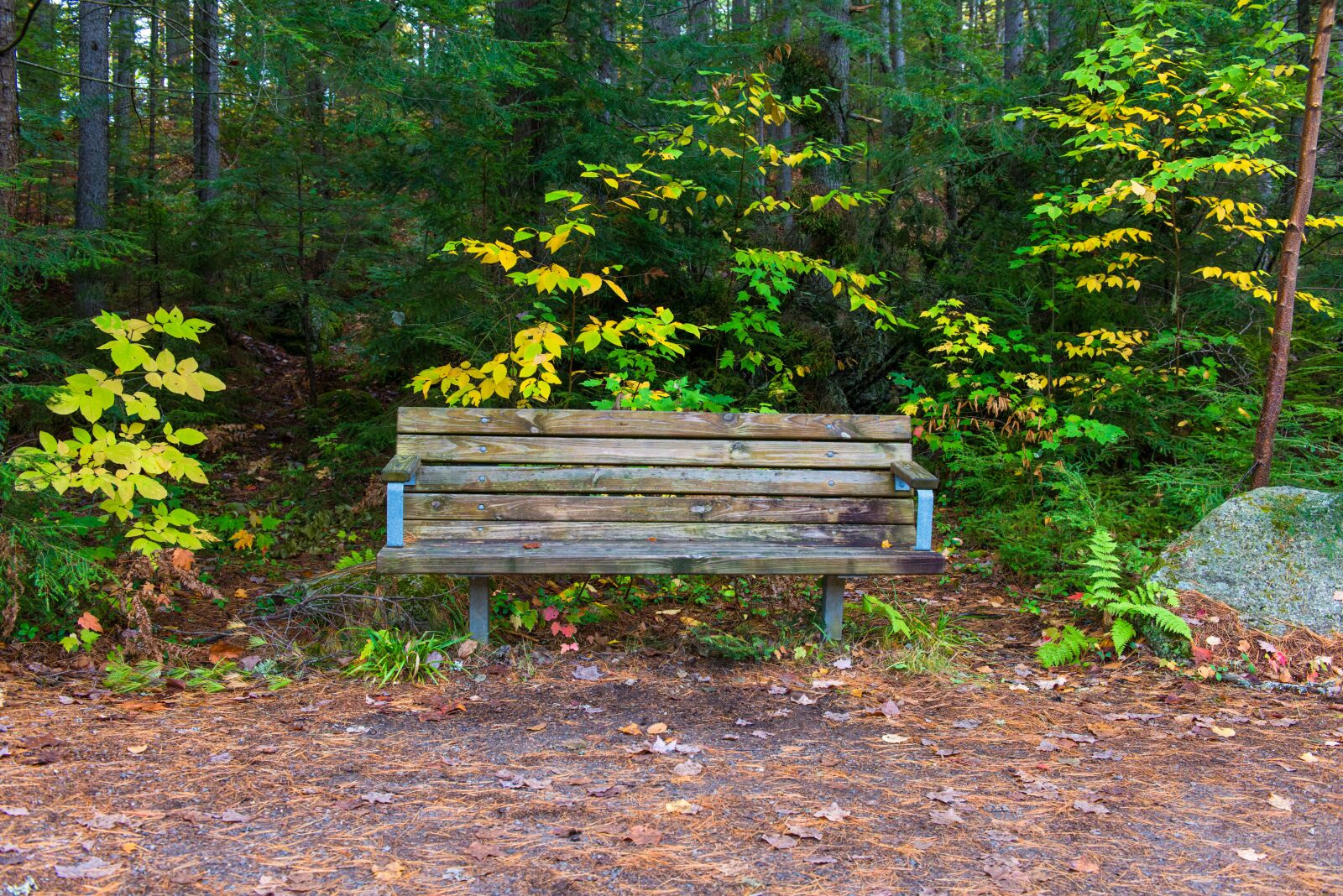 Nikon D800 sample photo. Bench, outdoor, nature photography