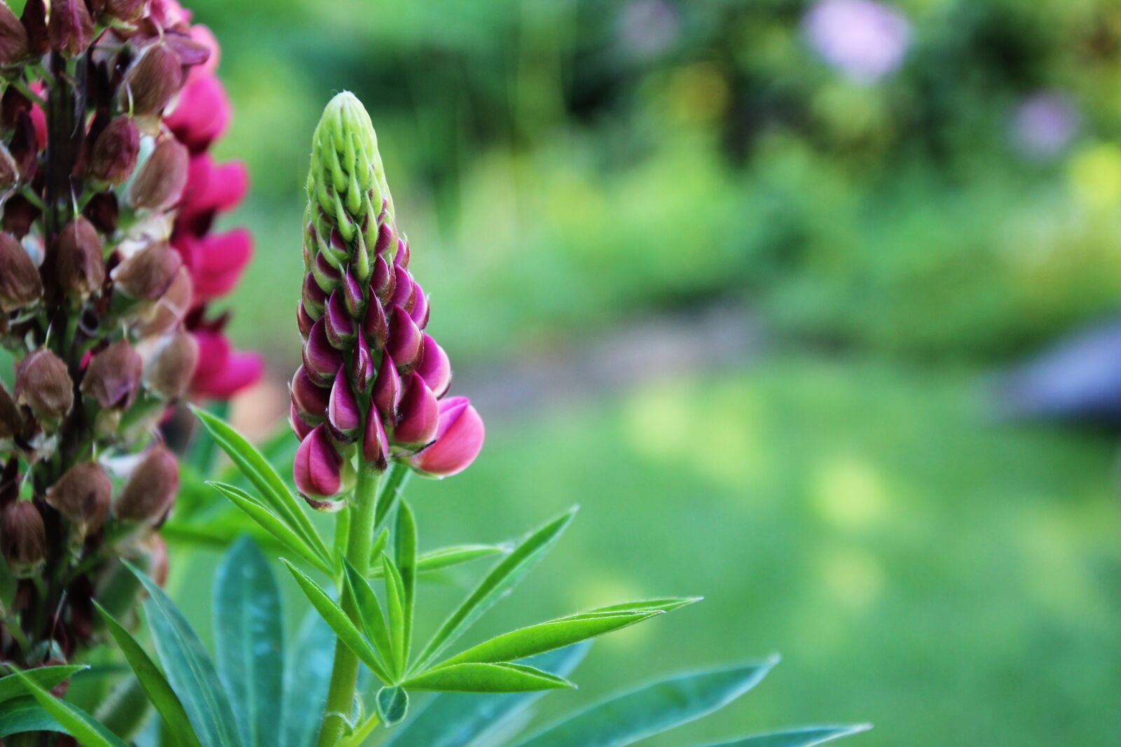 Canon EOS 600D (Rebel EOS T3i / EOS Kiss X5) sample photo. Flower, spring, garden photography