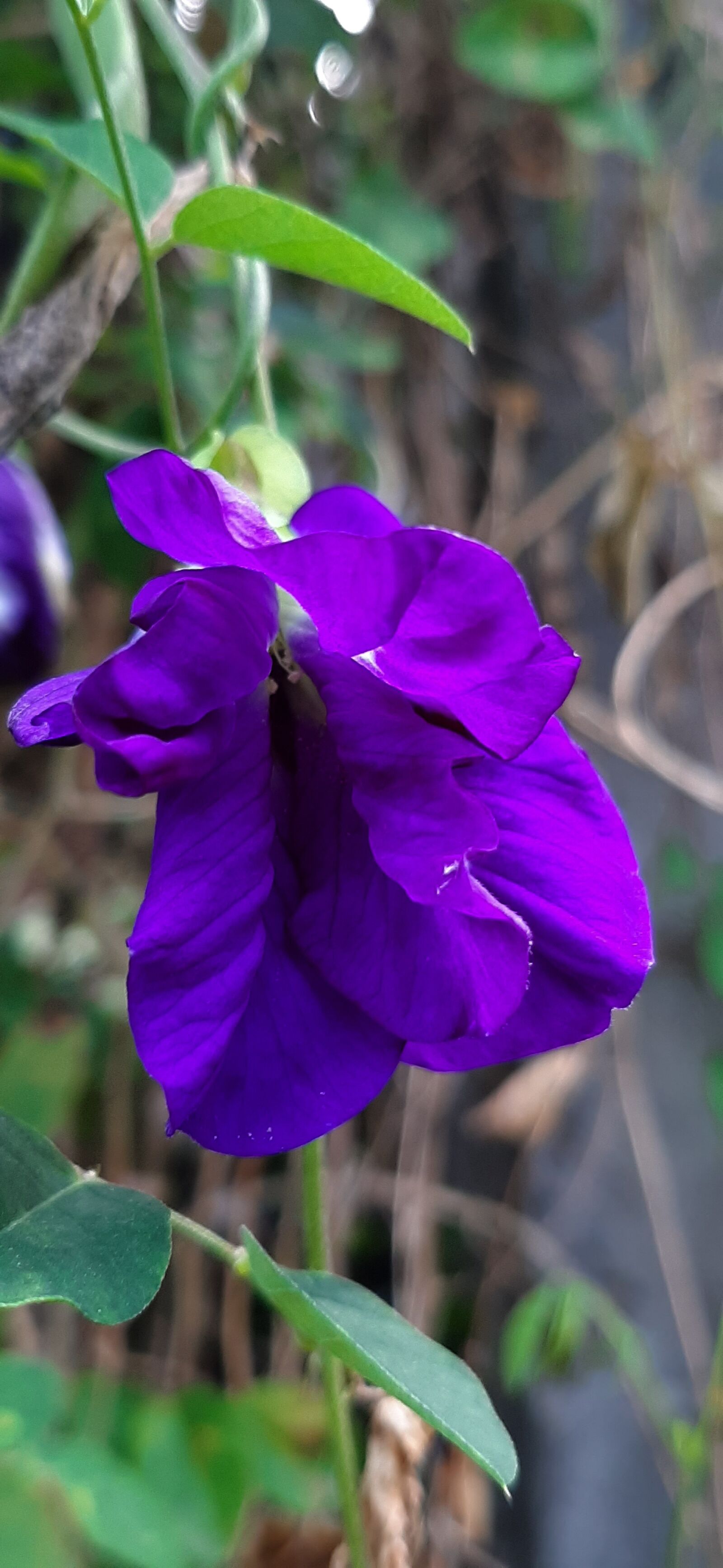 Samsung Galaxy A50 sample photo. Flower, vibrant, blue pea photography