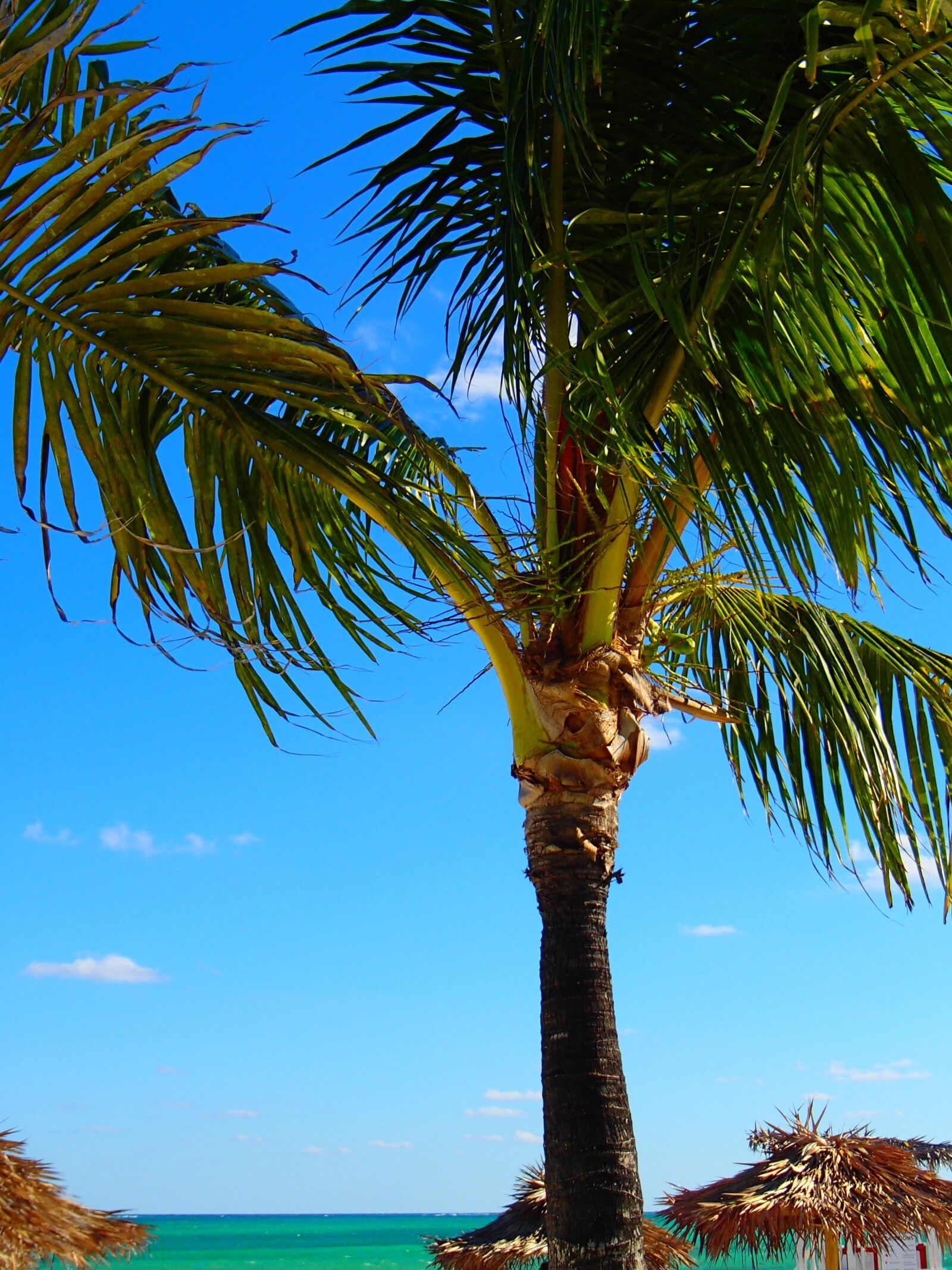 Olympus TG-620 sample photo. Palm, tree, tropical photography