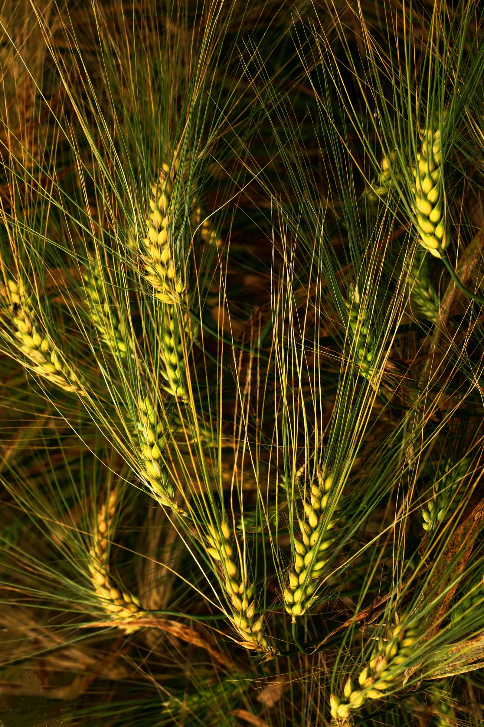 Olympus M.Zuiko Digital ED 12-100mm F4.0 IS Pro sample photo. Seeds, grain, wheatfield photography