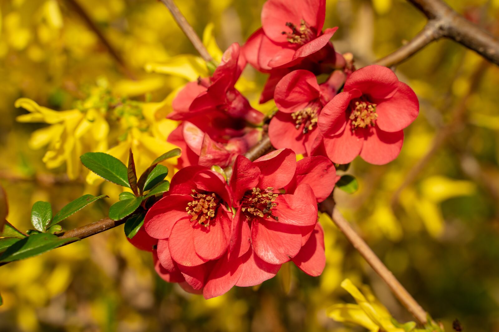 Tamron 28-75mm F2.8 Di III RXD sample photo. Bill quince, quince, seasonal photography