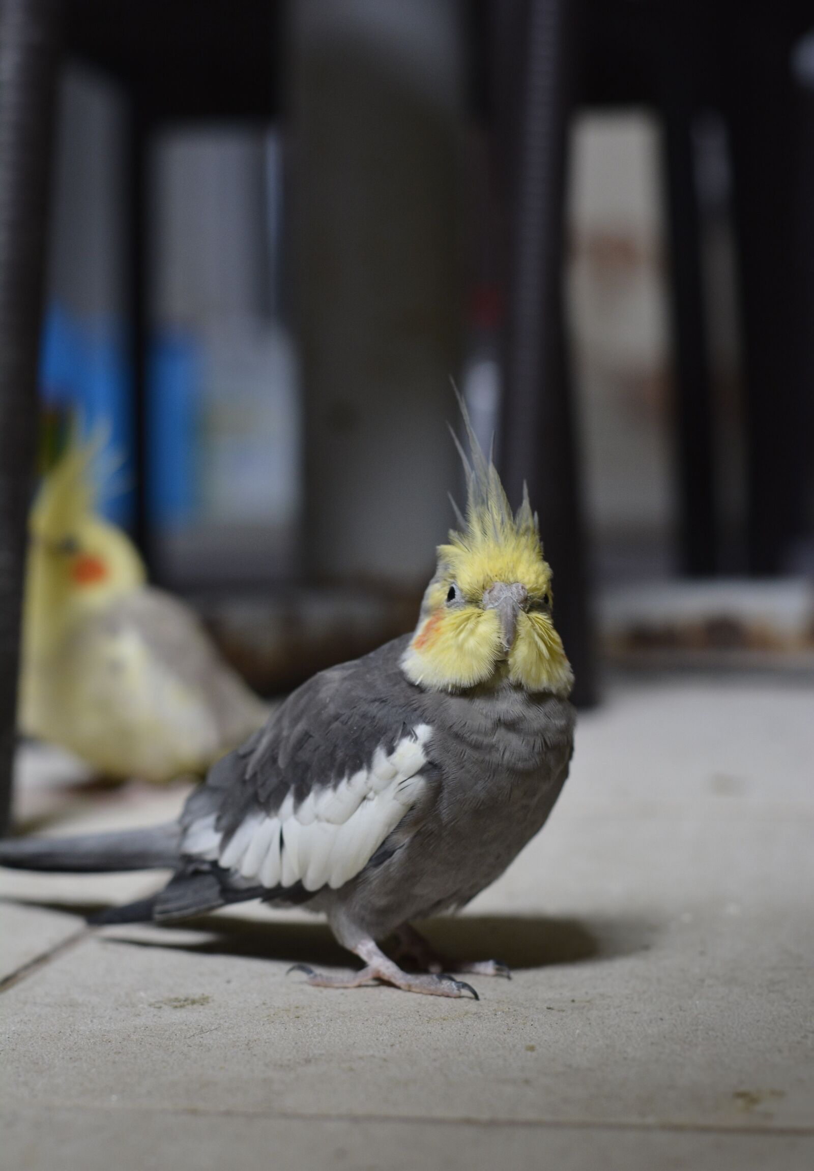 Nikon D5200 sample photo
