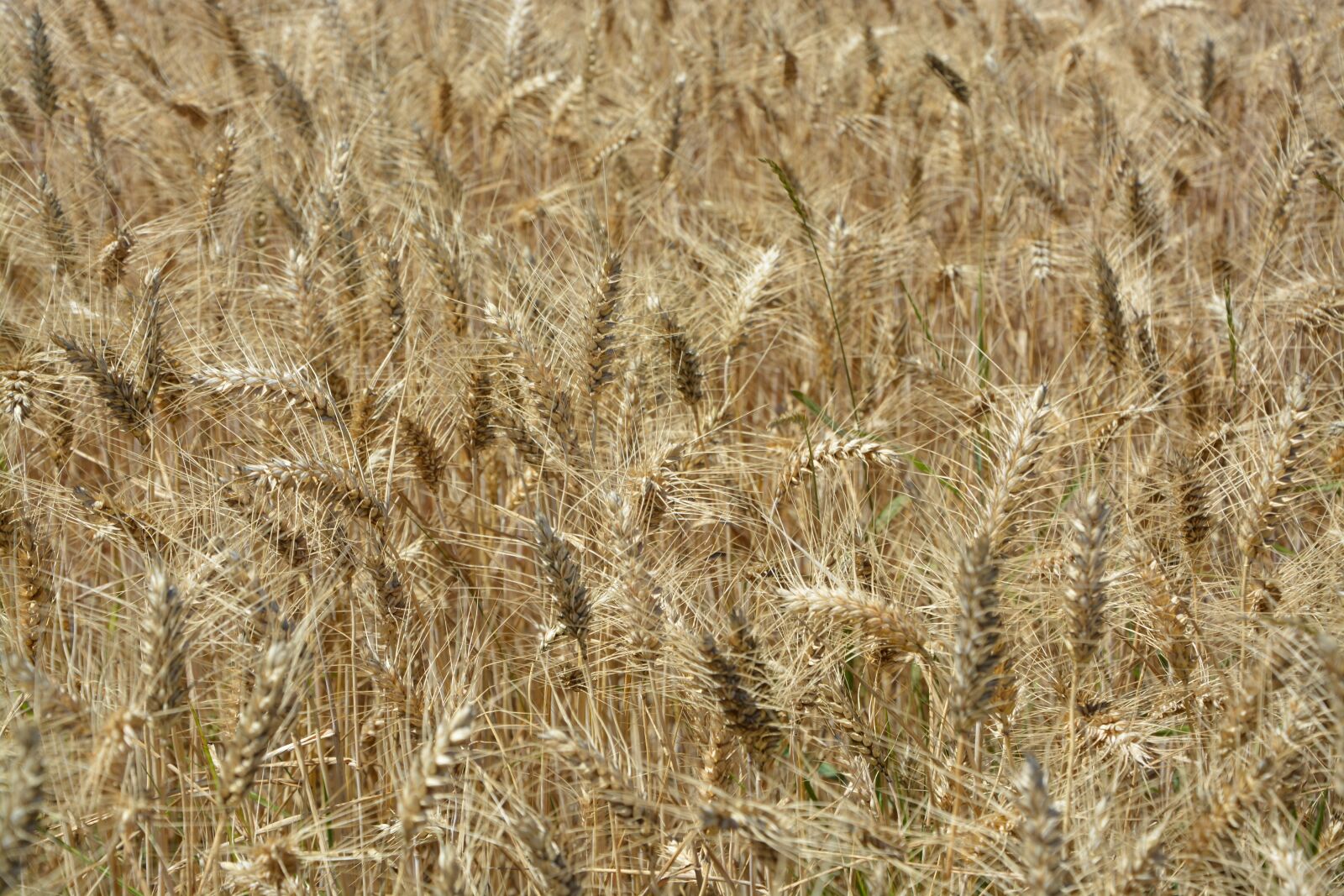 Nikon D5200 sample photo. Wheats, wheat fields, agriculture photography