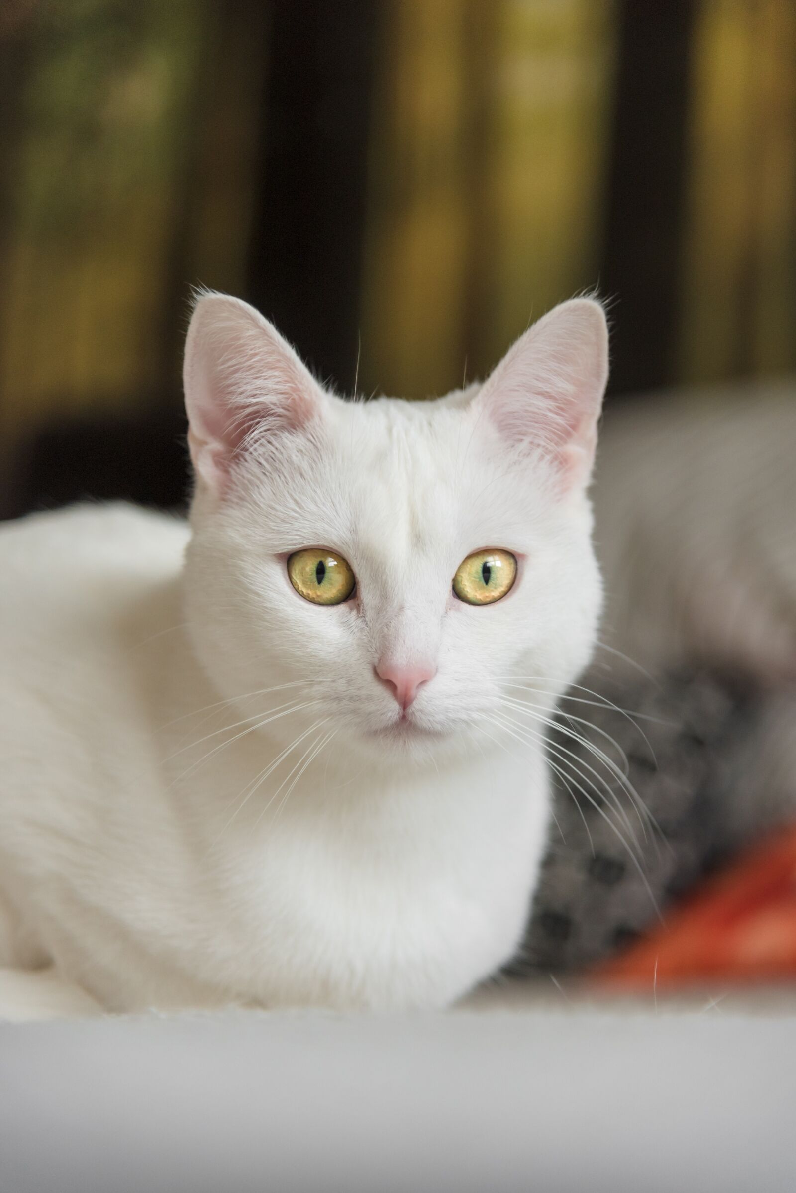 Nikon D750 sample photo. White cat, cat, pet photography