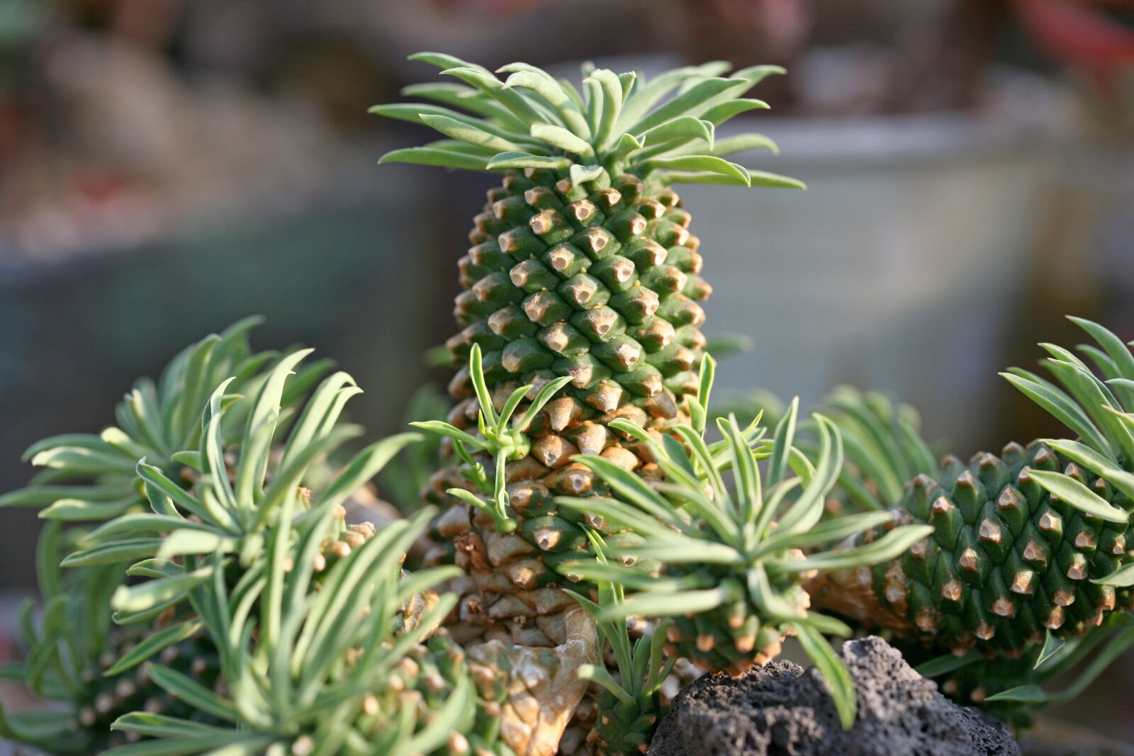 Canon EOS 5D sample photo. A fleshy plant, fleshy photography