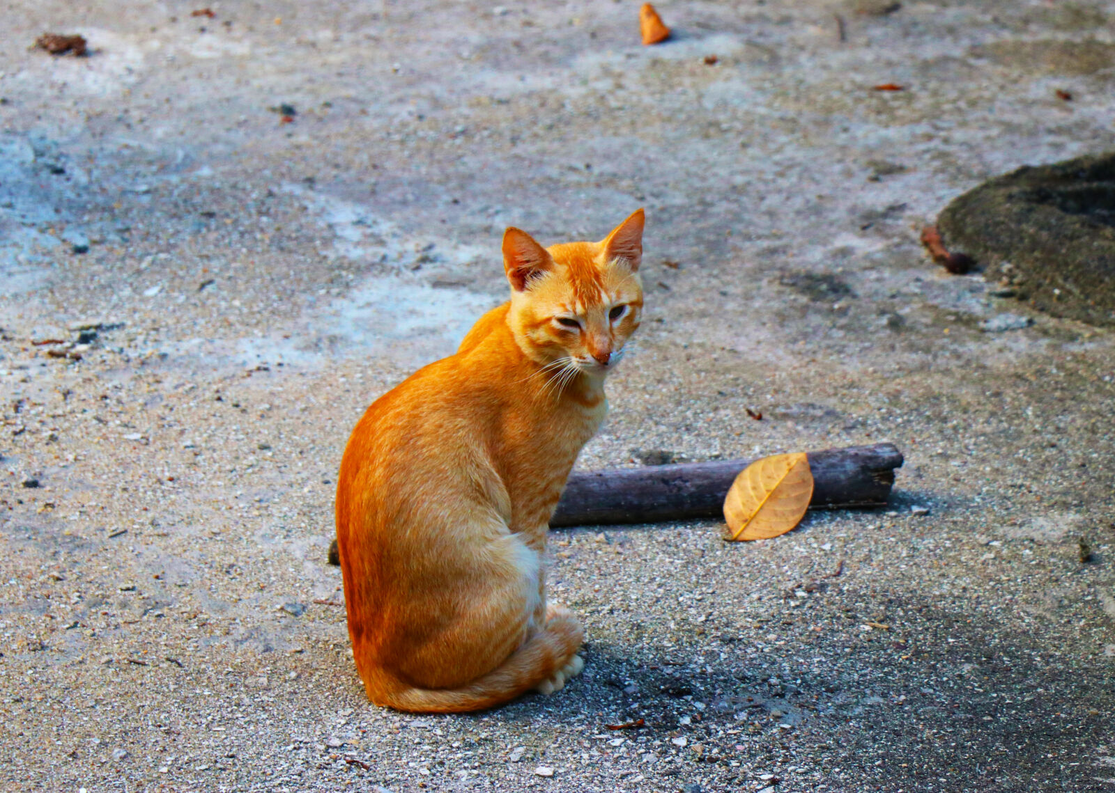 Canon EF-S 18-135mm F3.5-5.6 IS USM sample photo. Beautiful, cat photography