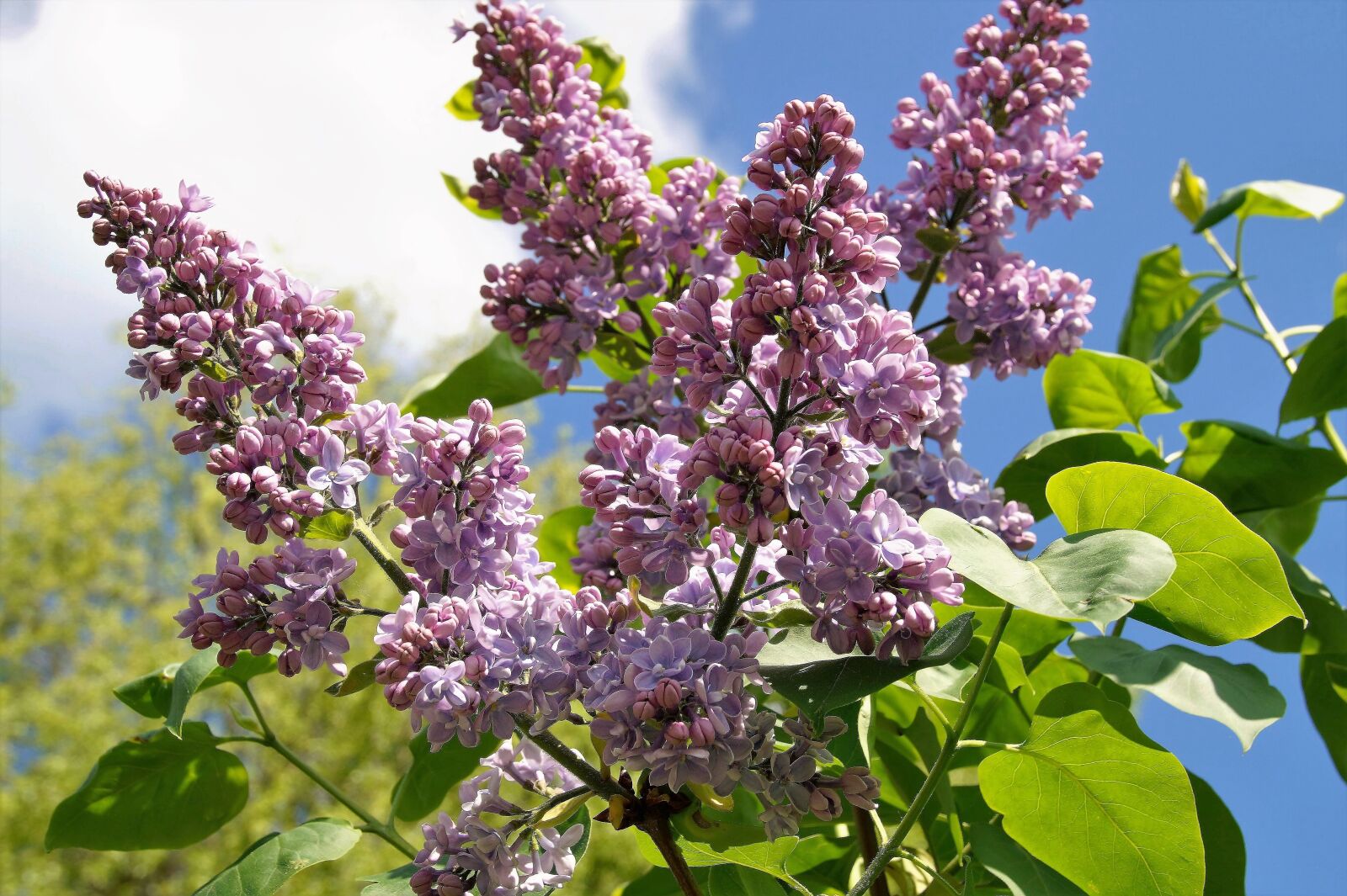 Sony SLT-A58 sample photo. Lilac, without, twig photography