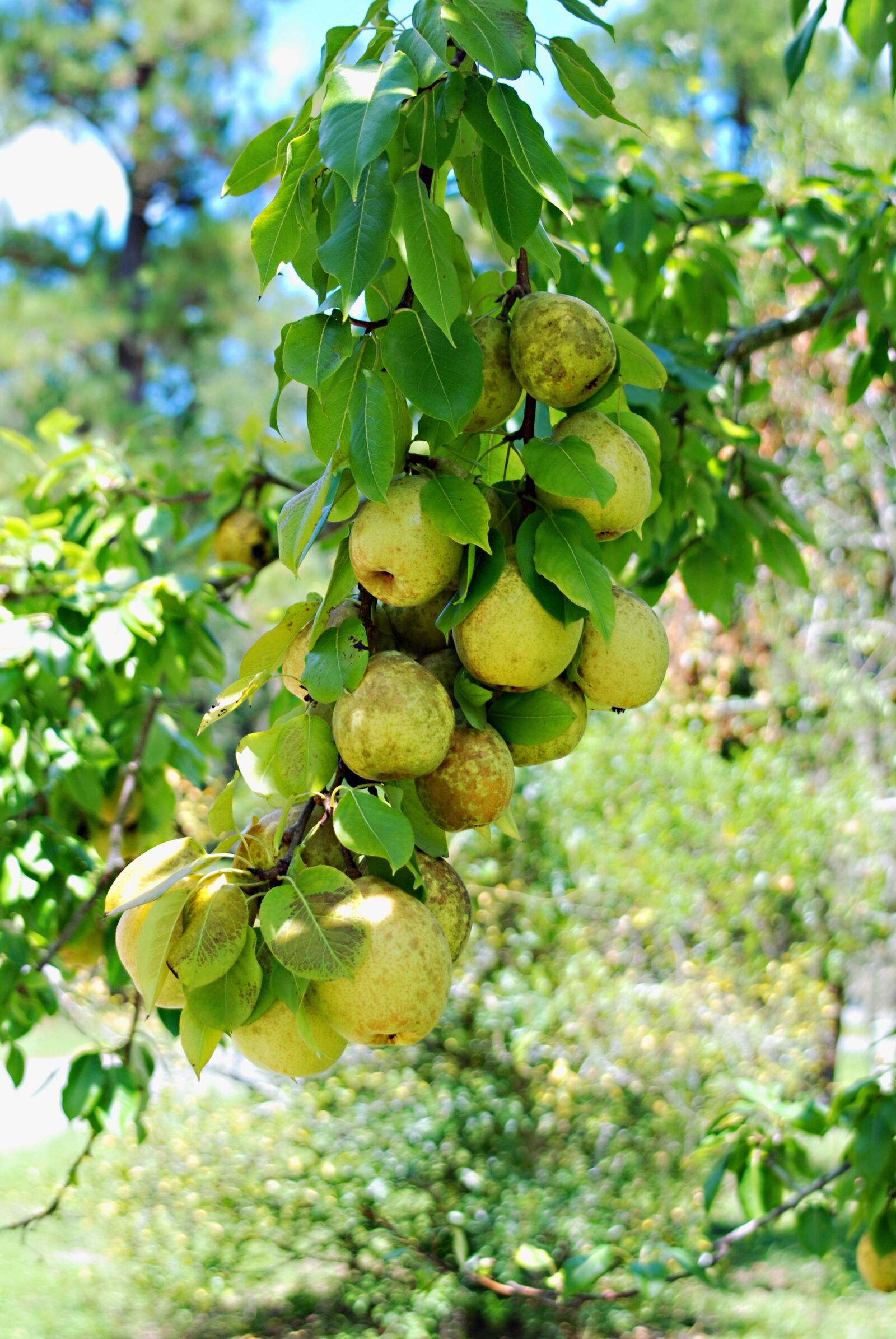 Nikon D80 sample photo. Fruit, pears, freshness photography