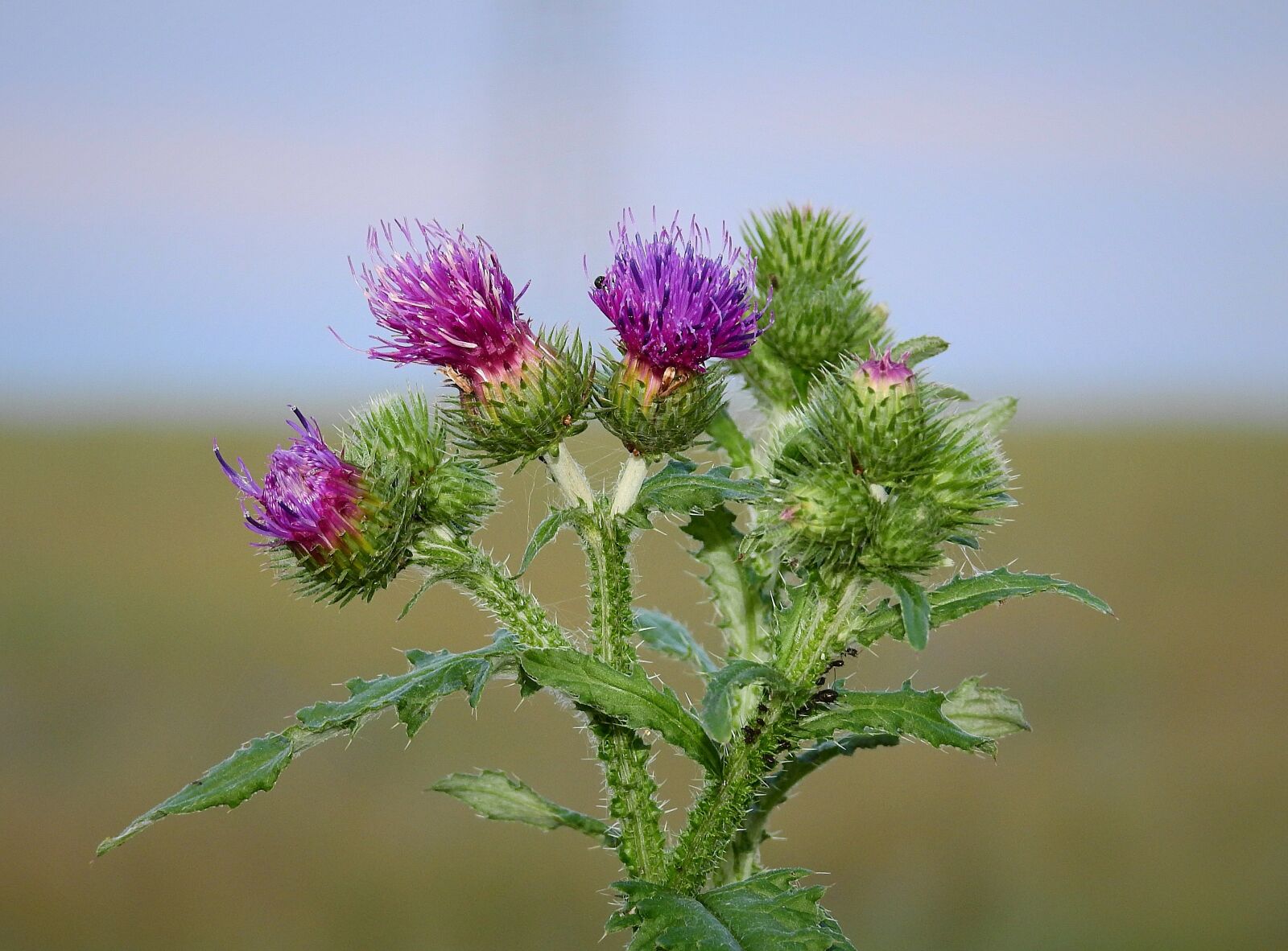 Nikon Coolpix P900 sample photo. Thistle, nature, flower photography