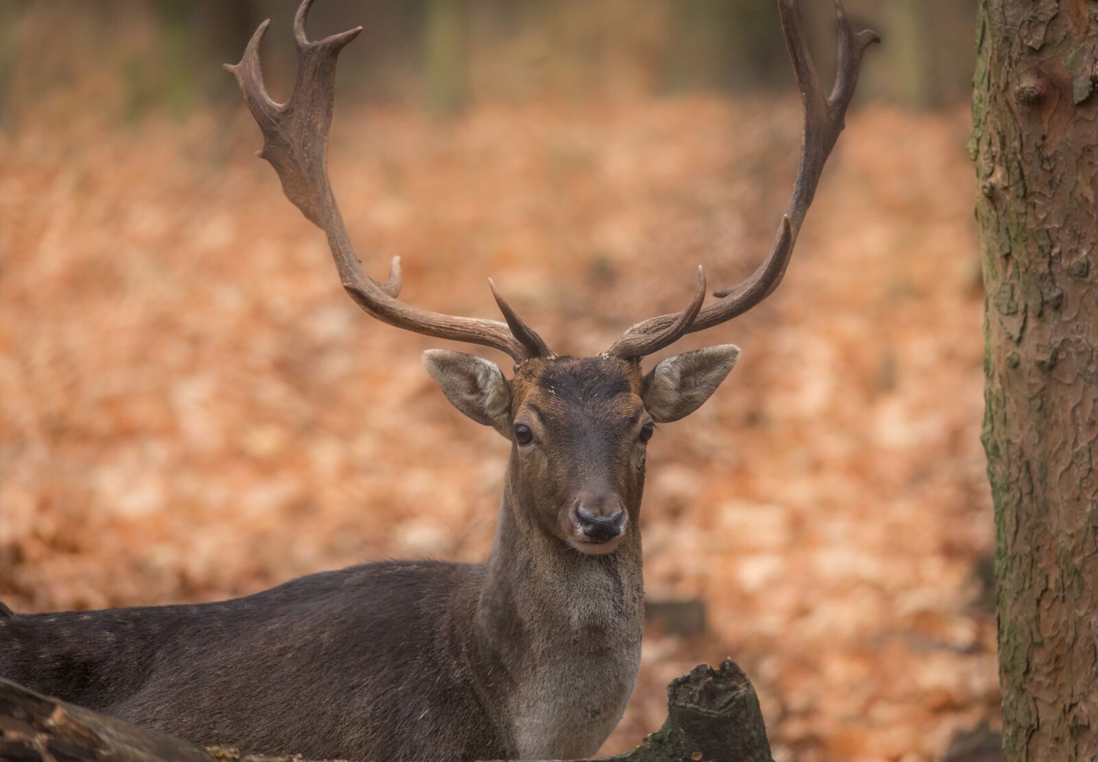 Canon EOS 5D Mark III sample photo. Animal world, nature, mammal photography