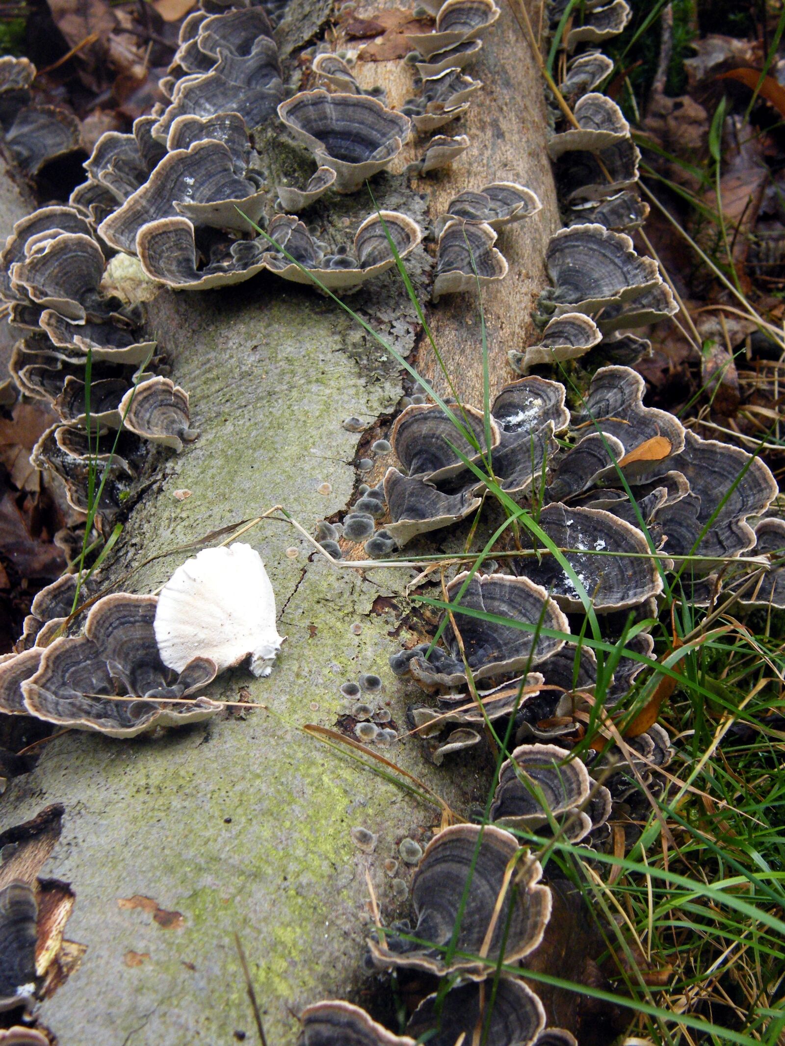 Fujifilm FinePix S8000fd sample photo. Tramete, mushrooms, forest photography