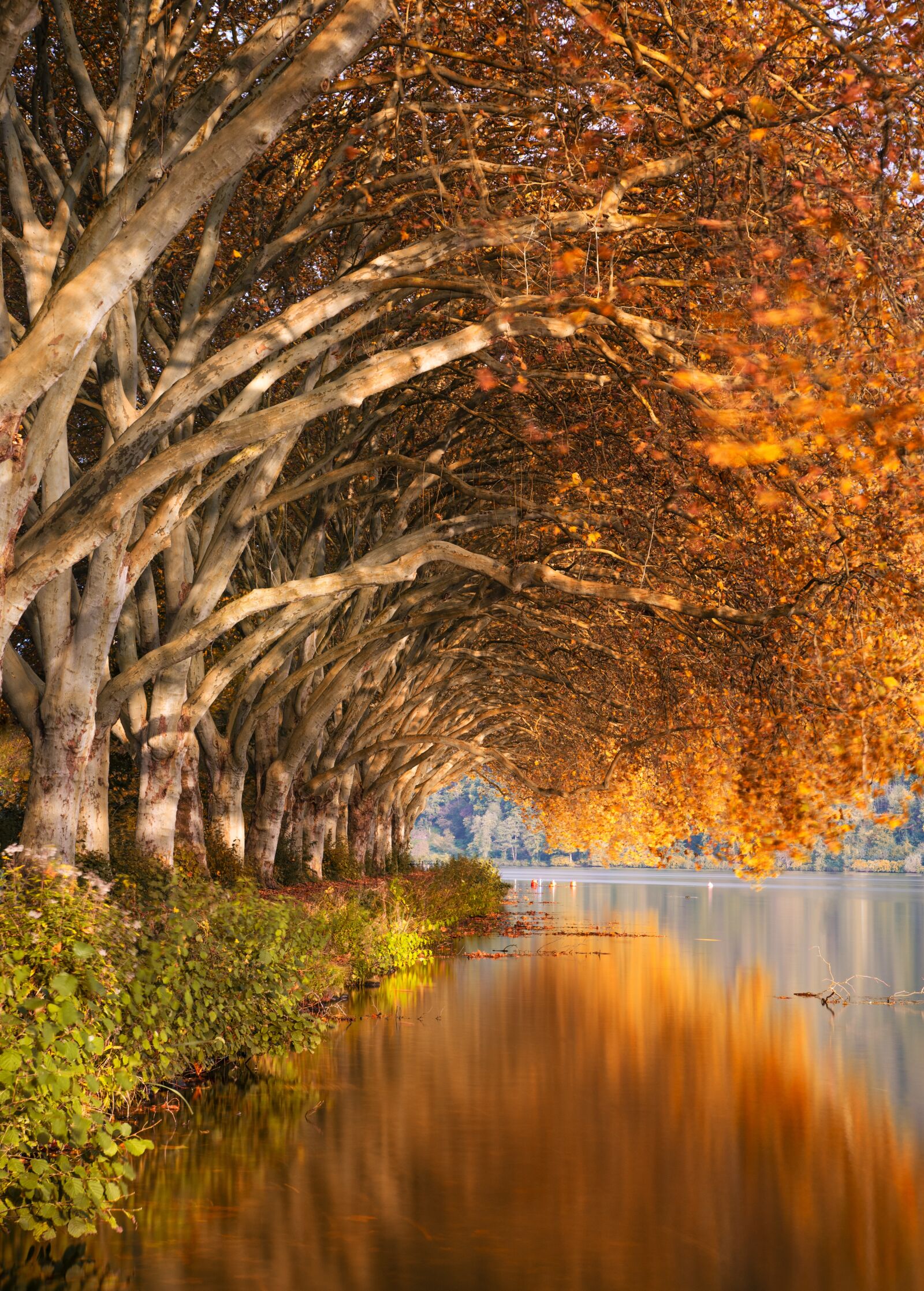 Nikon D750 sample photo. Autumn, lake, nature photography
