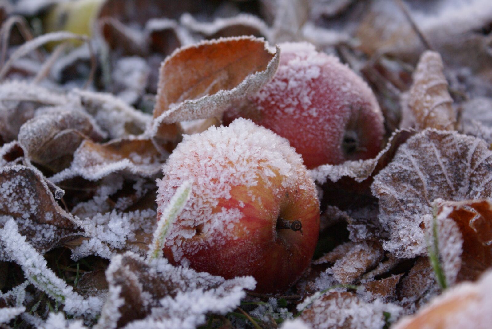 Sony Alpha DSLR-A100 sample photo. Frost, apple, winter photography