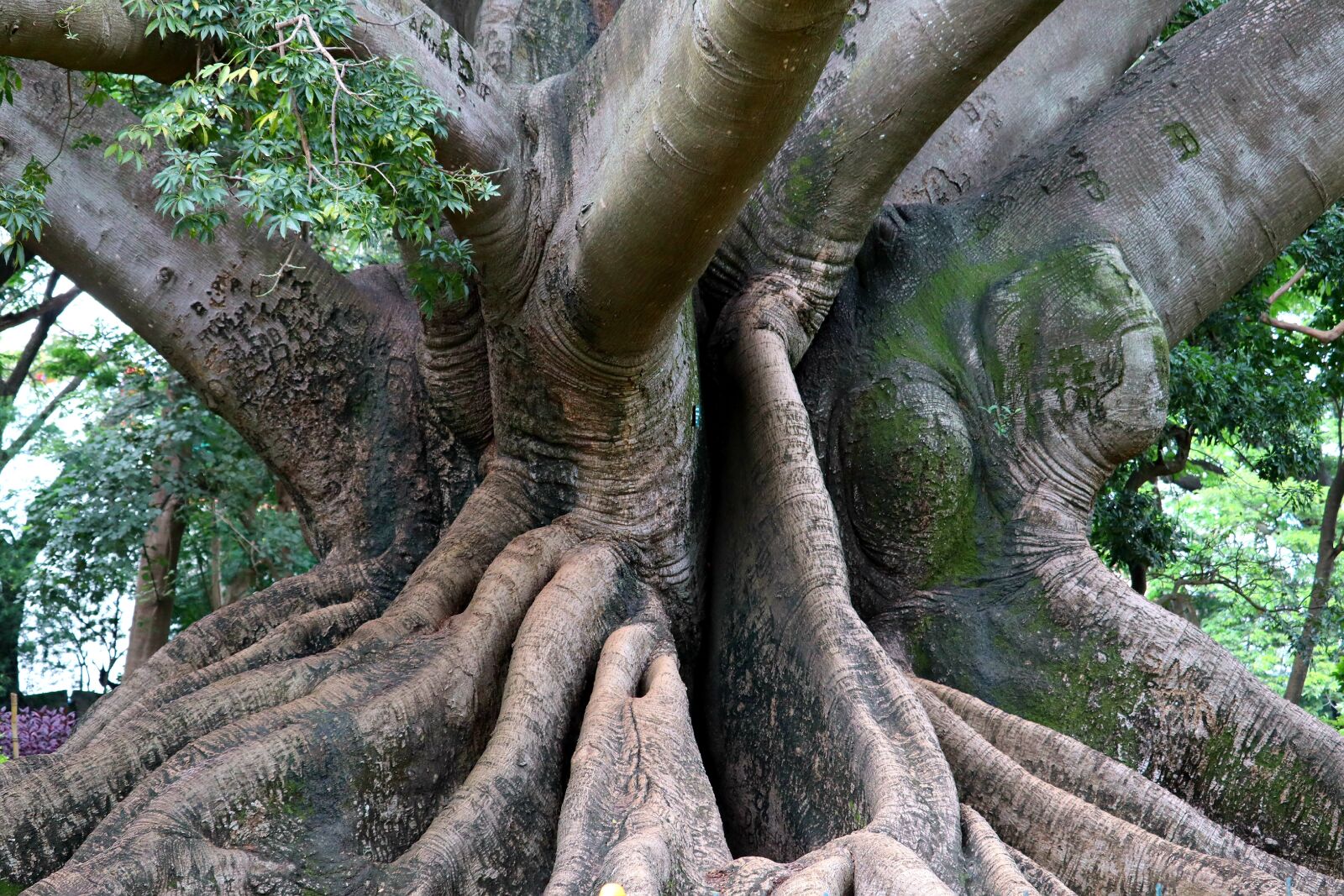 Canon EOS M50 (EOS Kiss M) sample photo. Tree, root, giant photography