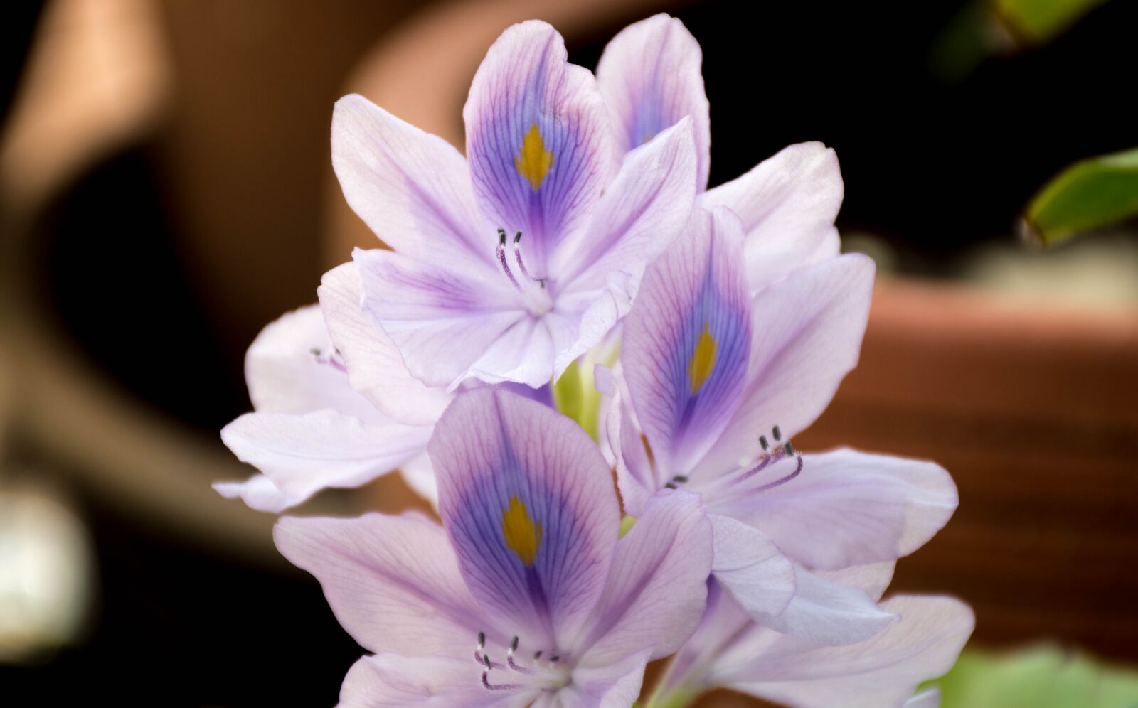 Nikon D7200 sample photo. Orchid, purple, lotus photography