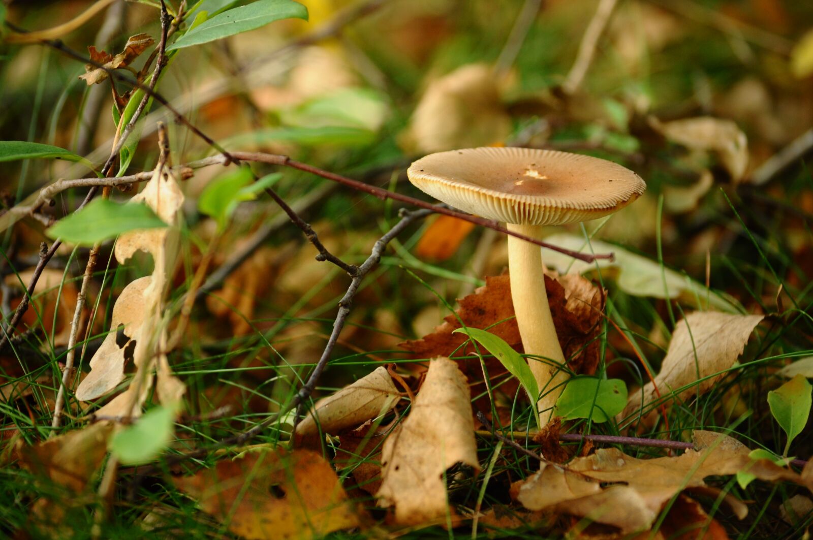 Nikon D90 sample photo. Mushroom, autumn, nature photography