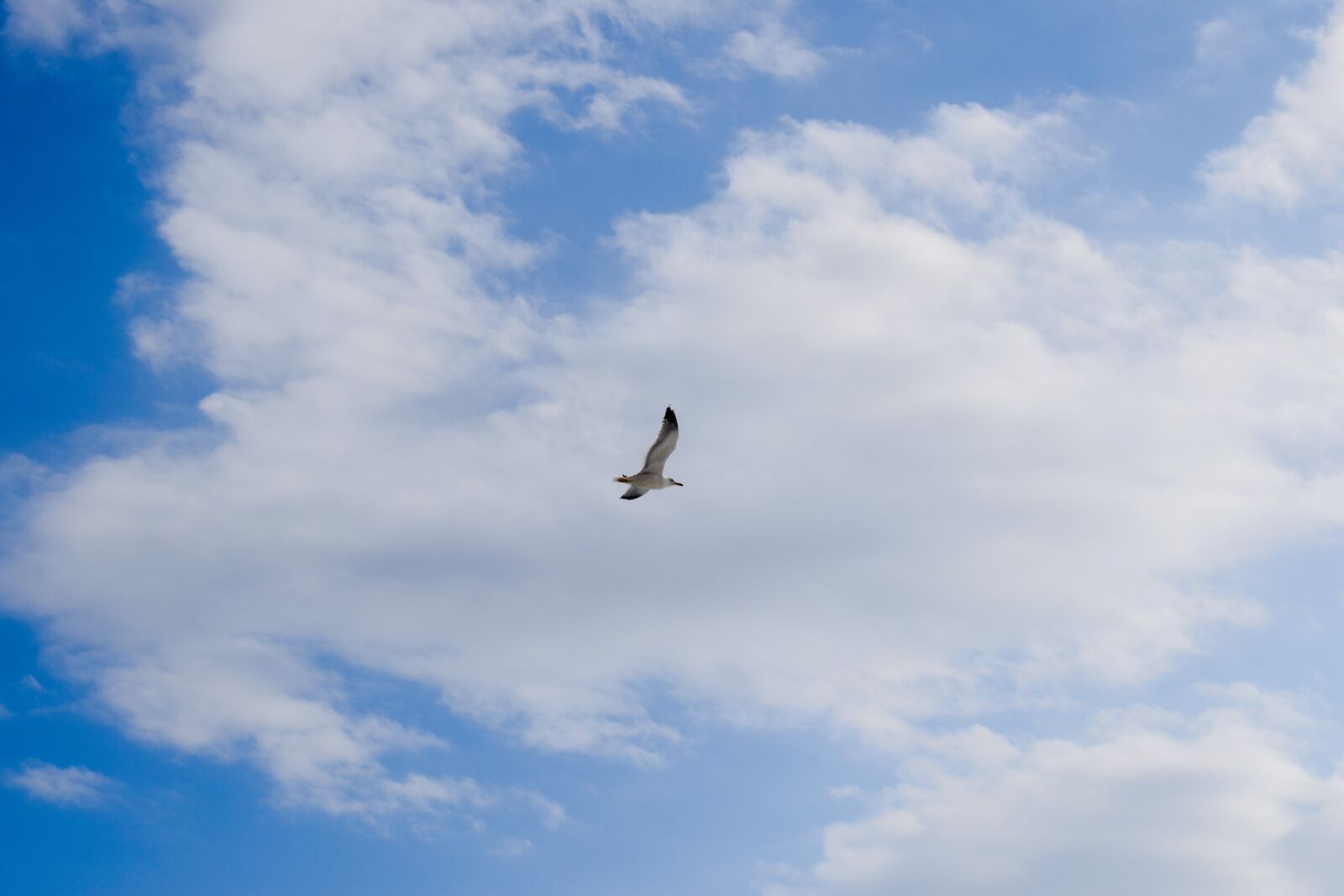 Nikon D3300 sample photo. Sky, clouds, flight photography
