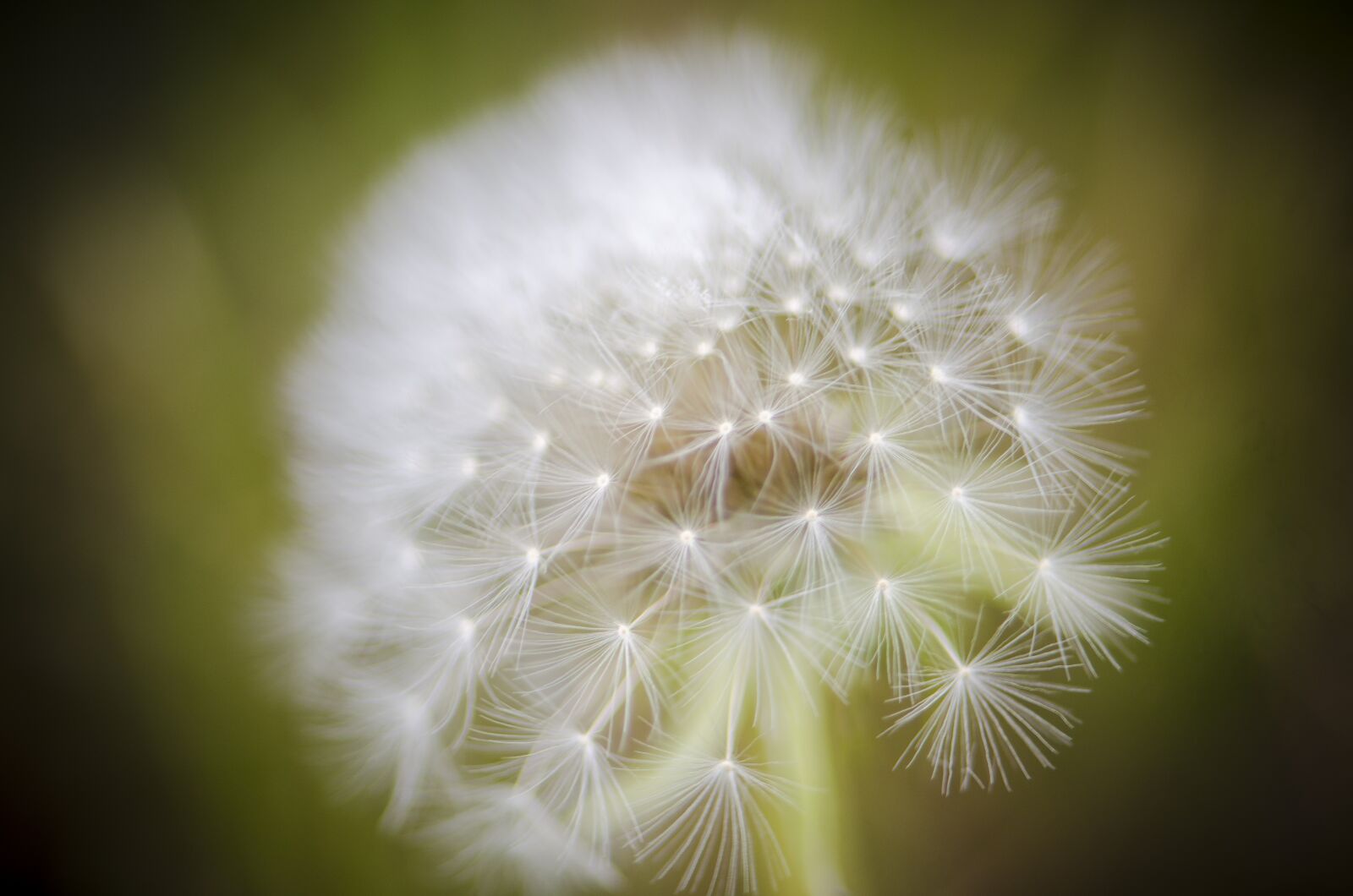 Nikon D7000 sample photo. Dandelion, seed, downy photography