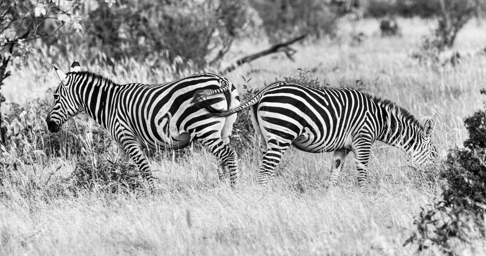 Canon EF 100-400mm F4.5-5.6L IS USM sample photo. Zebras, africa, animal world photography