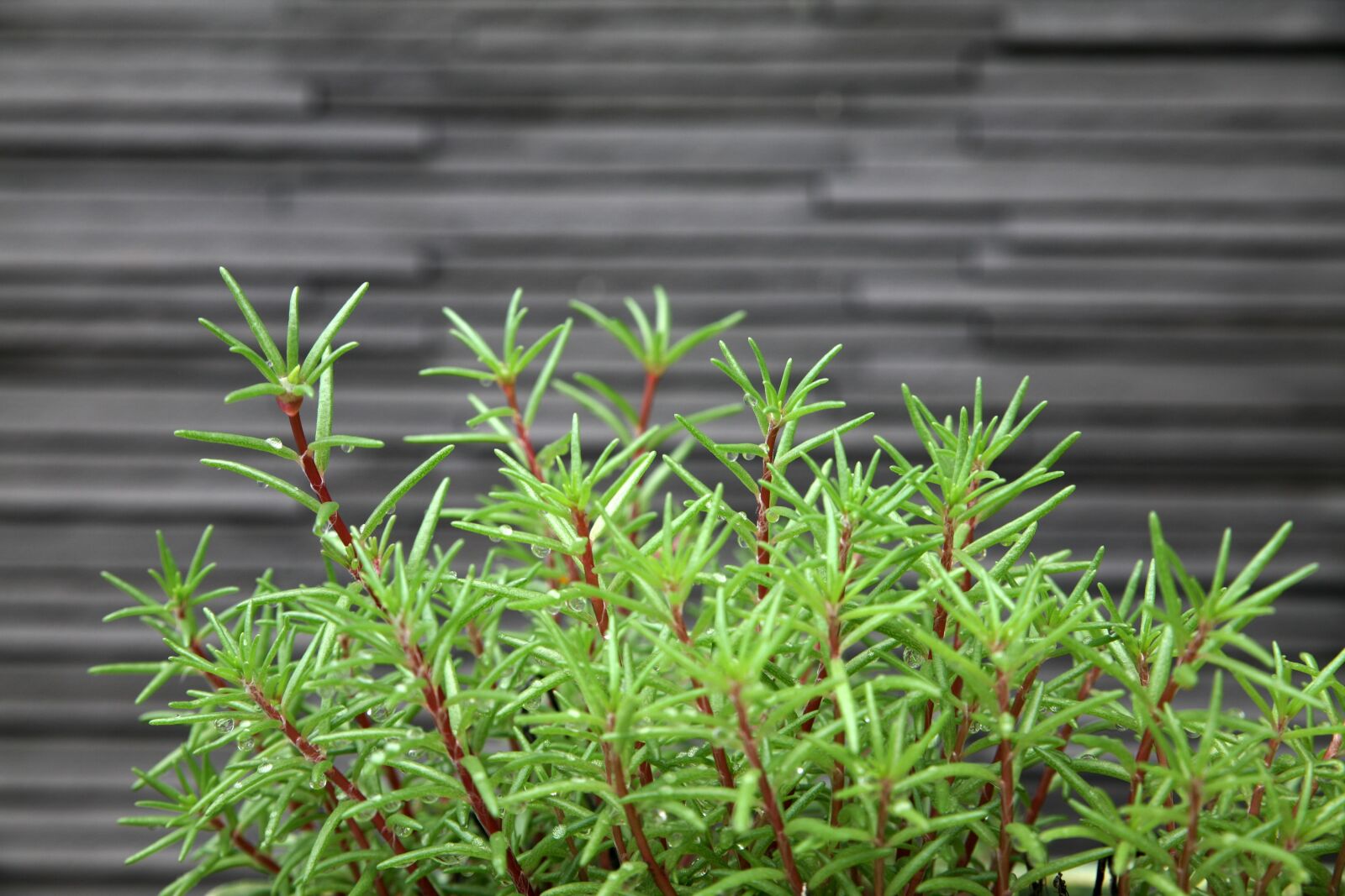 Canon EOS 5D sample photo. Plants, weeds, wall photography