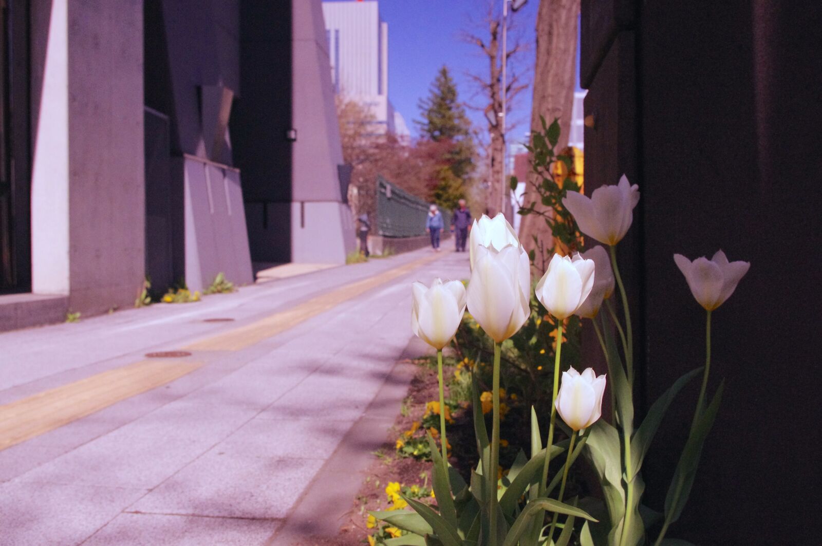 Pentax K-r sample photo. Tulips, white, flower photography