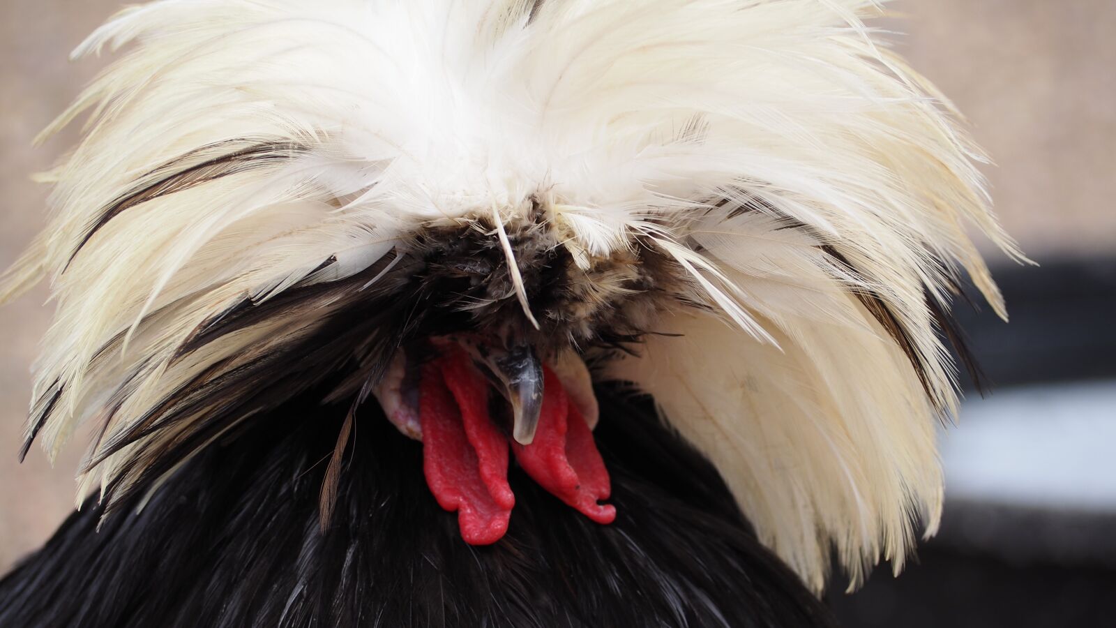 Olympus OM-D E-M10 II sample photo. Chicken, farm animal, animals photography