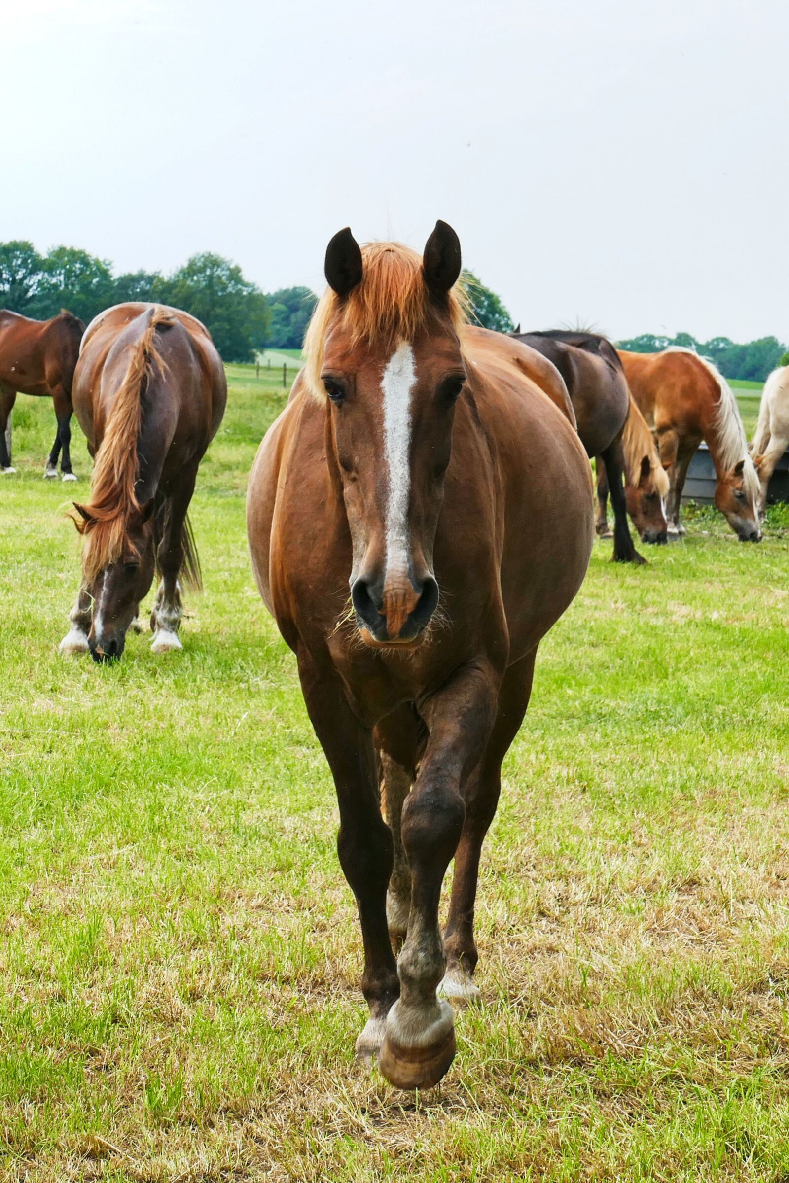 Panasonic Lumix DMC-FZ1000 sample photo. Horse, brown, pasture photography