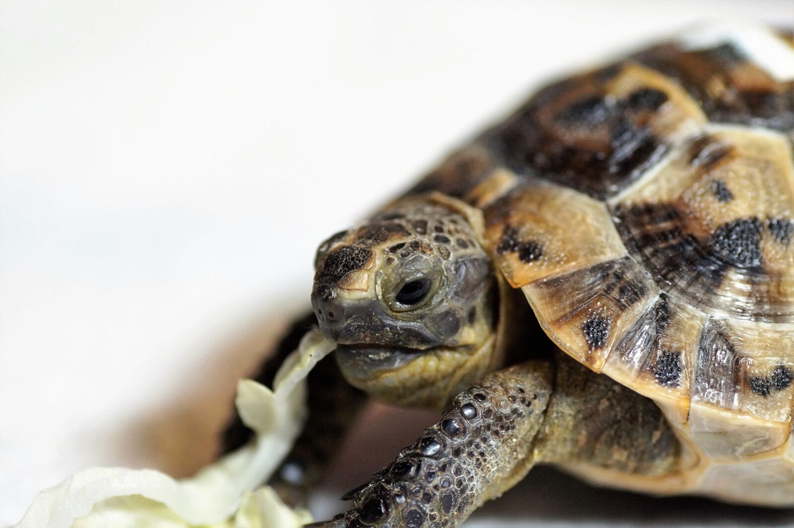 Sony SLT-A58 sample photo. Turtle, cub, reptile photography