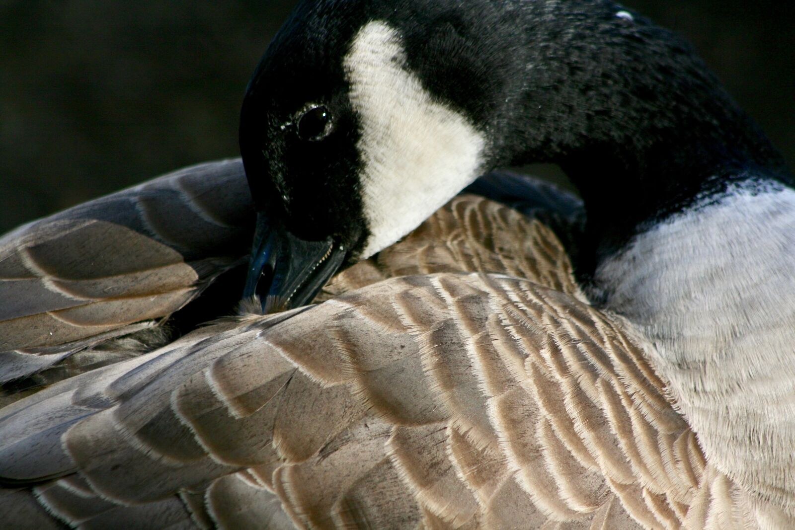 Canon EOS 400D (EOS Digital Rebel XTi / EOS Kiss Digital X) sample photo. Goose, canada goose, plumage photography